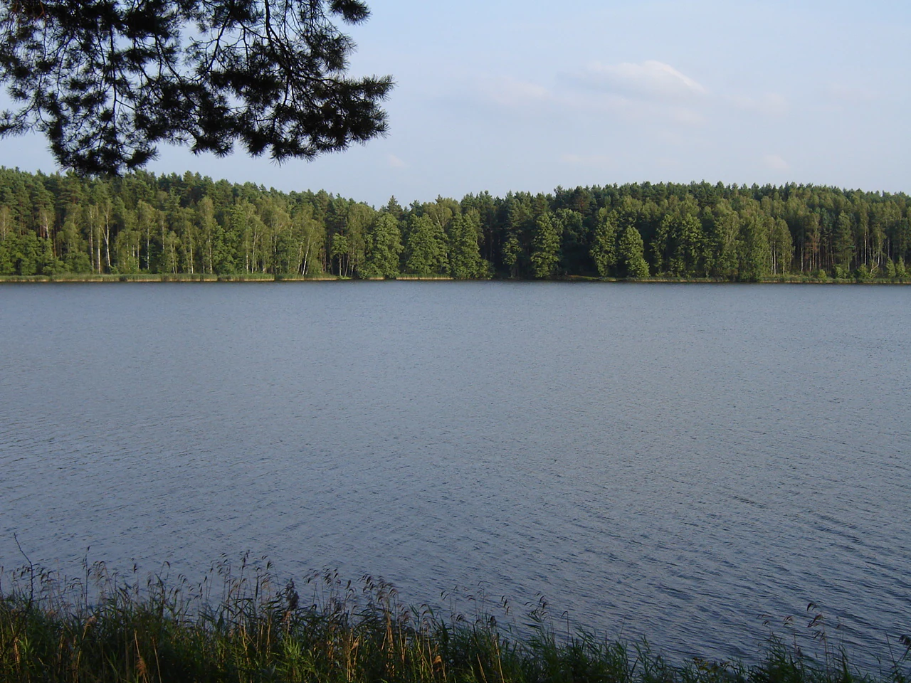 A calm lake surrounded by a dense green forest, viewed from the shoreline with pine branches in the upper foreground.