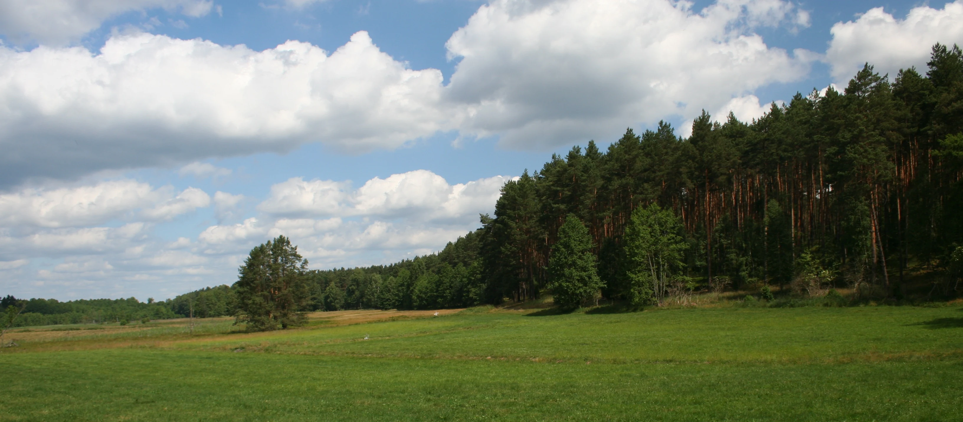 A wide view of a bright green meadow leading up to a dense, tall pine forest under a sky with scattered white clouds.