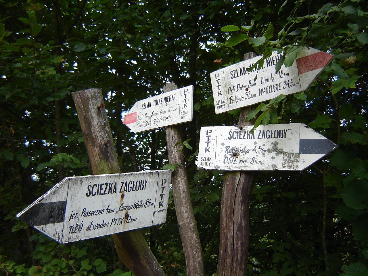 A cluster of worn wooden trail signs mounted on wooden posts in a forest setting, showing directions for Sciezka Zagloby and other PTTK-marked paths.