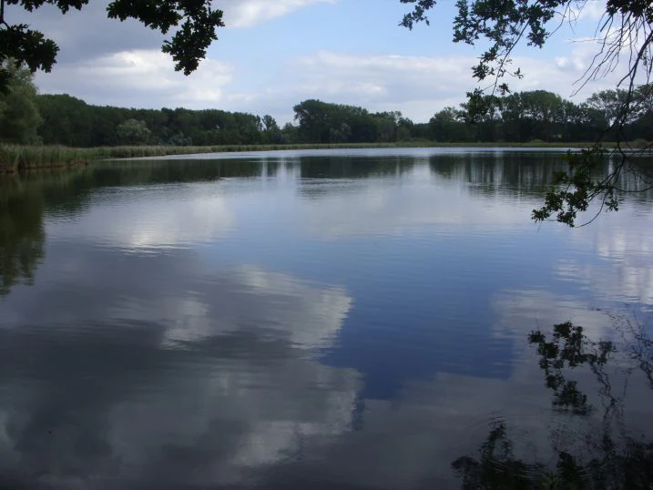 Una vista amplia de un estanque tranquilo y reflectante rodeado de un denso bosque verde oscuro bajo un cielo nublado y azul, con ramas de árboles colgando visibles en primer plano.