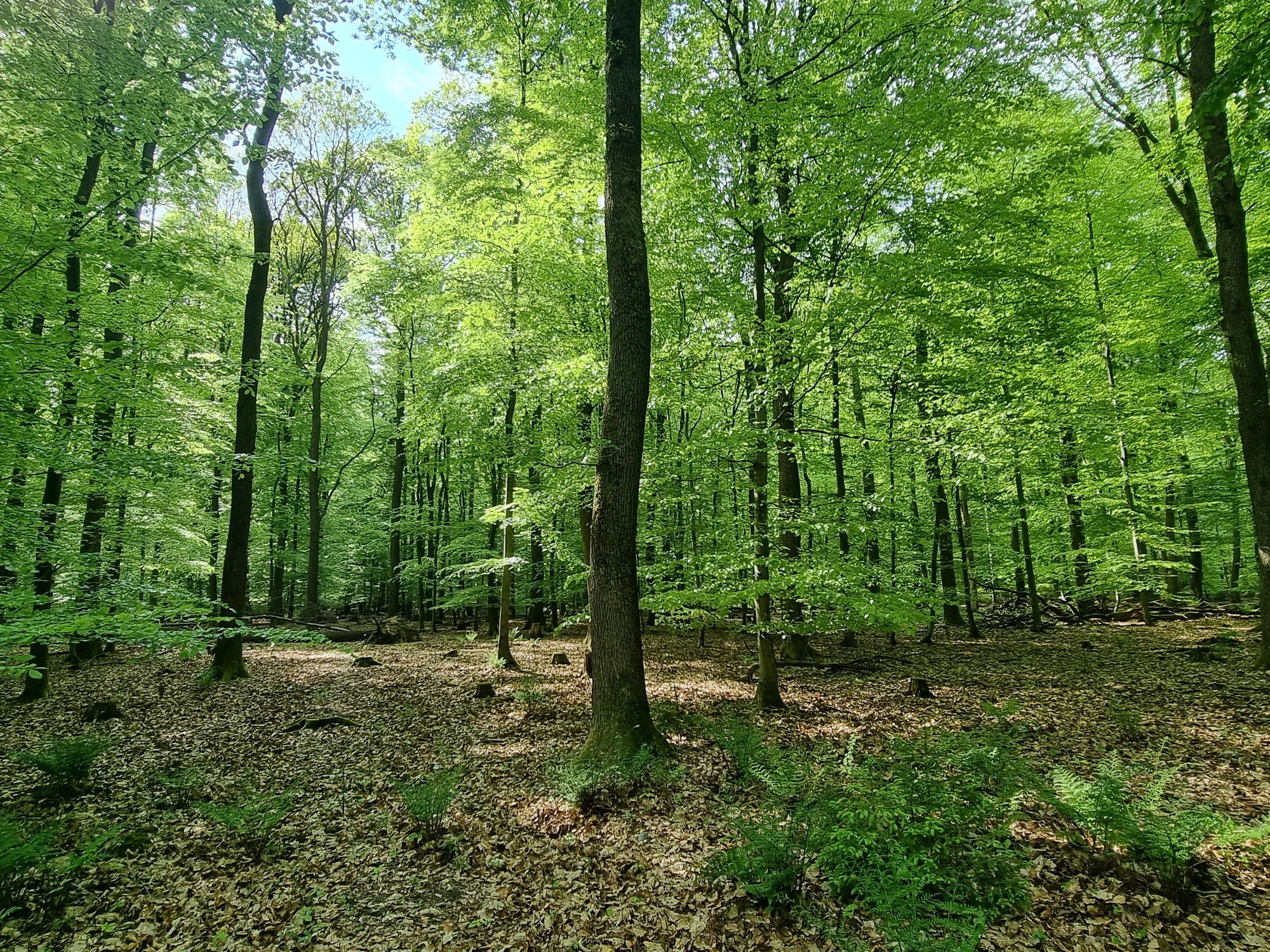 A view inside a lush, green deciduous forest in late spring with tall, slender tree trunks and a leaf-covered forest floor.