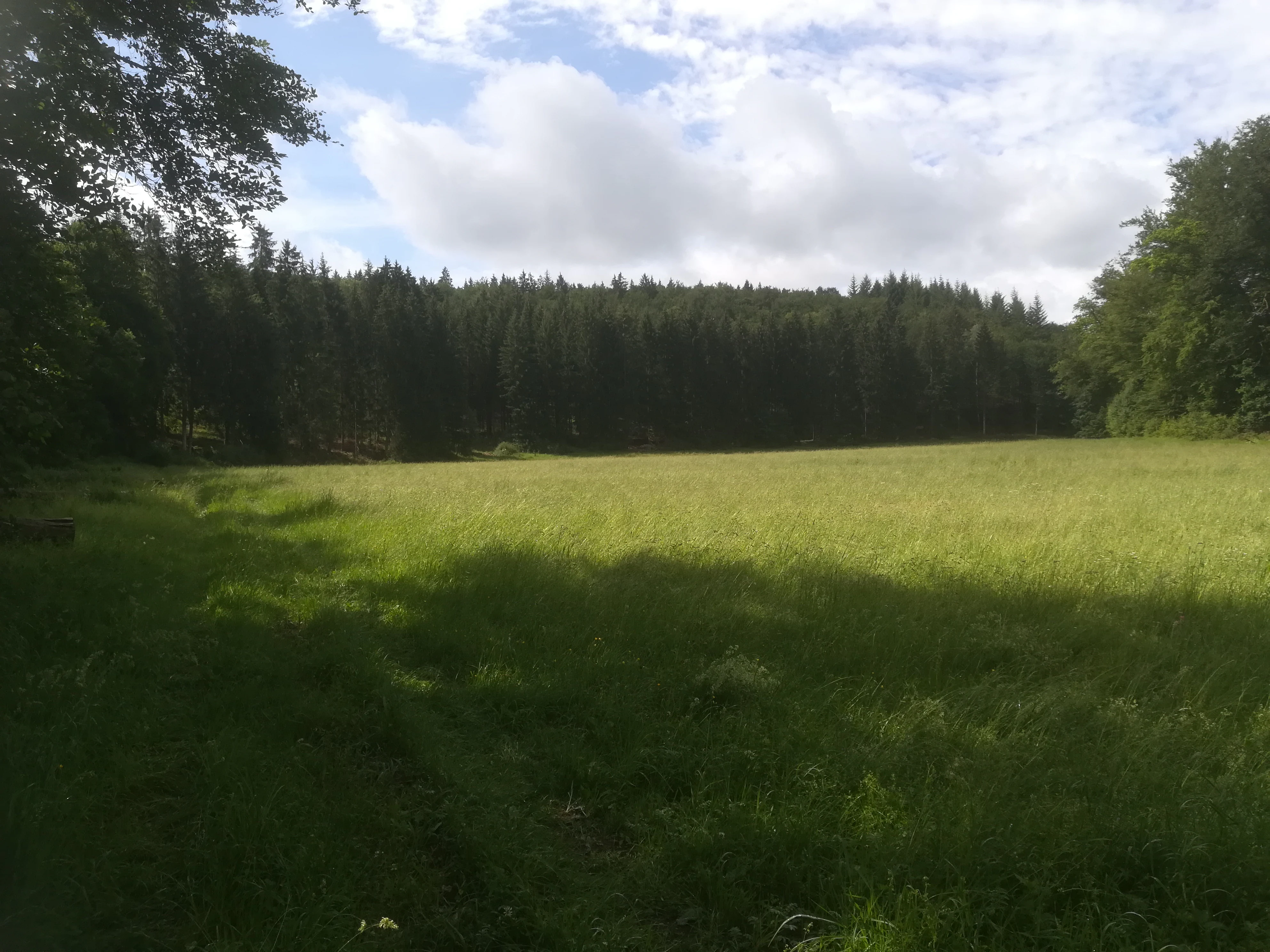 Plano general de un prado verde y abierto situado en un valle, bordeado por una línea de bosque denso bajo un cielo parcialmente nublado.