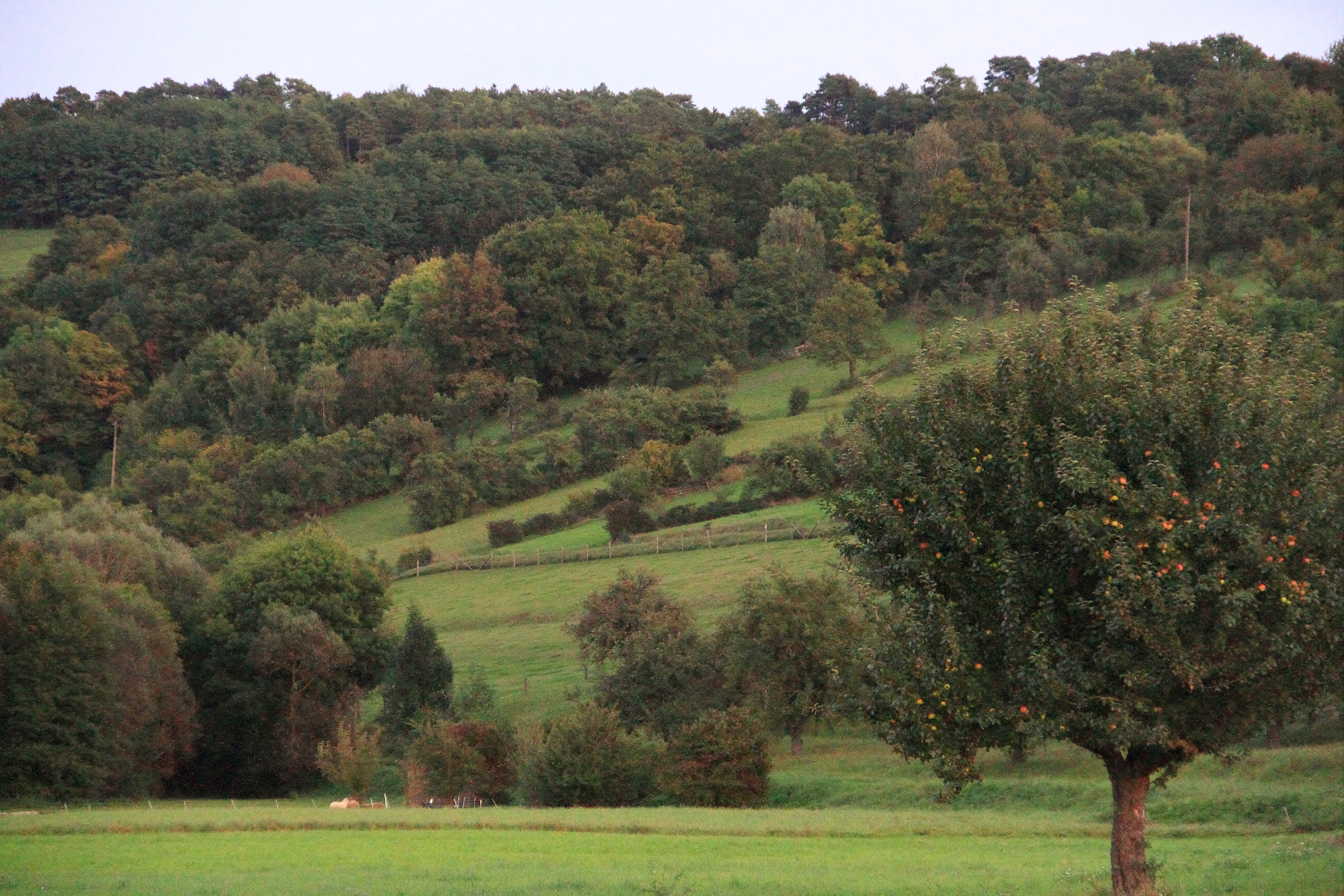 A landscape view of rolling hills in Weikersheim with grassy slopes, scattered trees, and dense forested areas in the background.