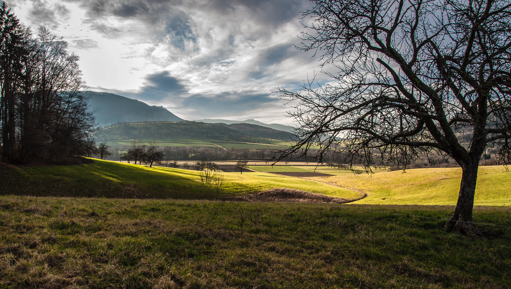 A wide, rolling green meadow with a large bare-branched tree in the foreground, looking toward distant hills and mountains under a cloudy sky.