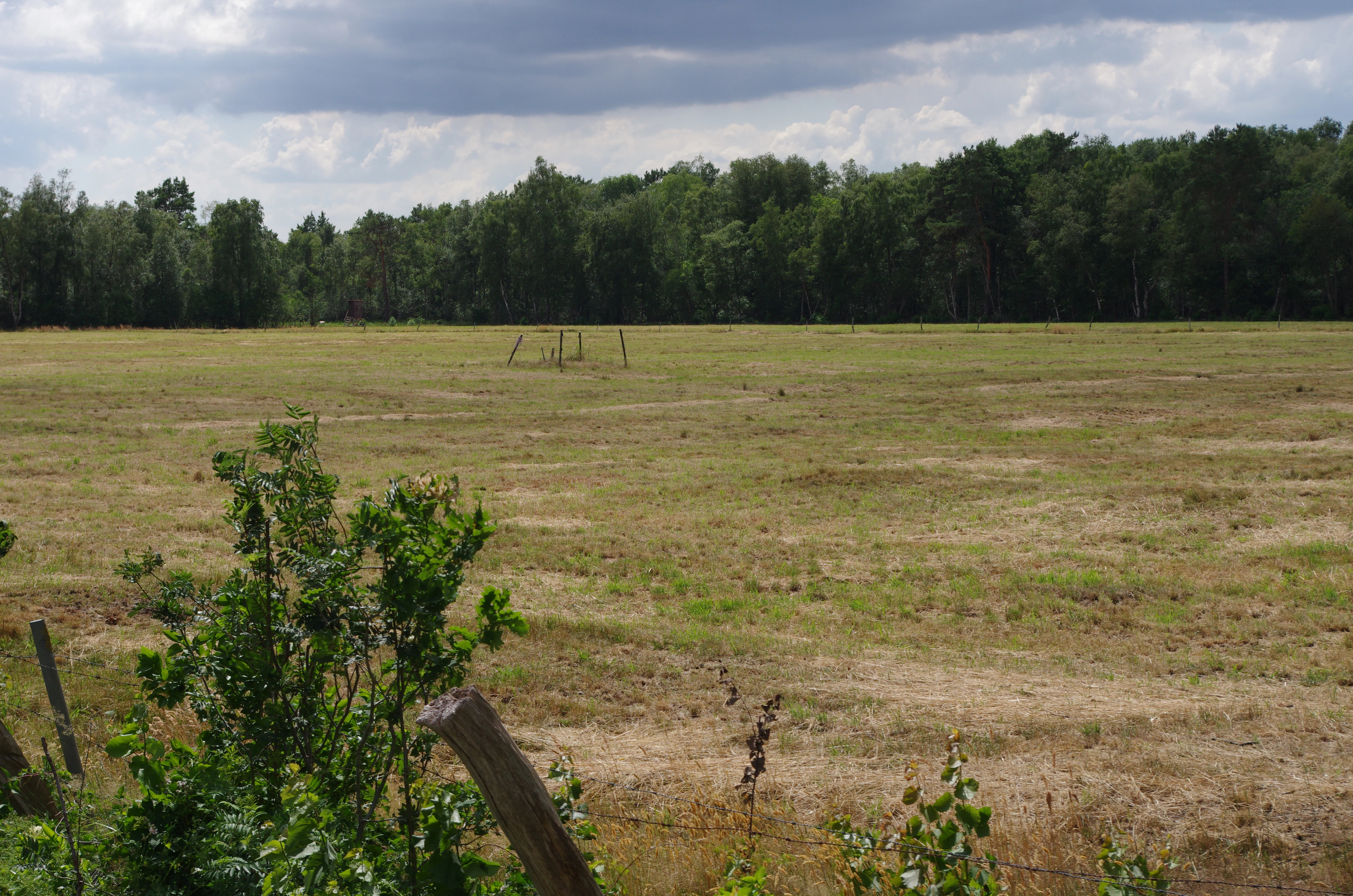 A wide shot of an open, dry, grassy field bordered by a dense green forest under a cloudy sky.