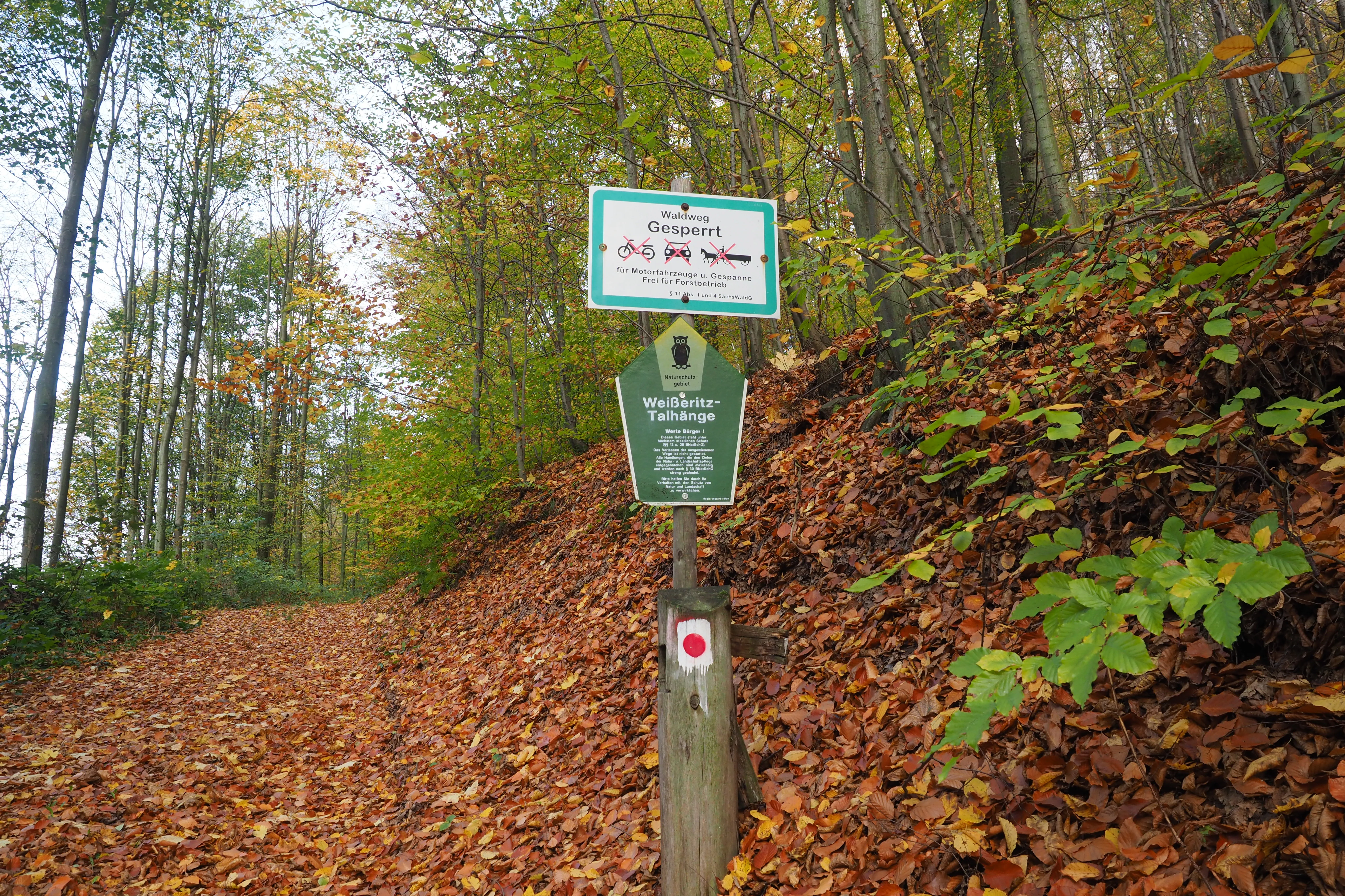 A wooden trail sign post with an information panel for the Weißeritztalhänge nature reserve and a red and white trail marker, standing on a forest path covered in autumn leaves.