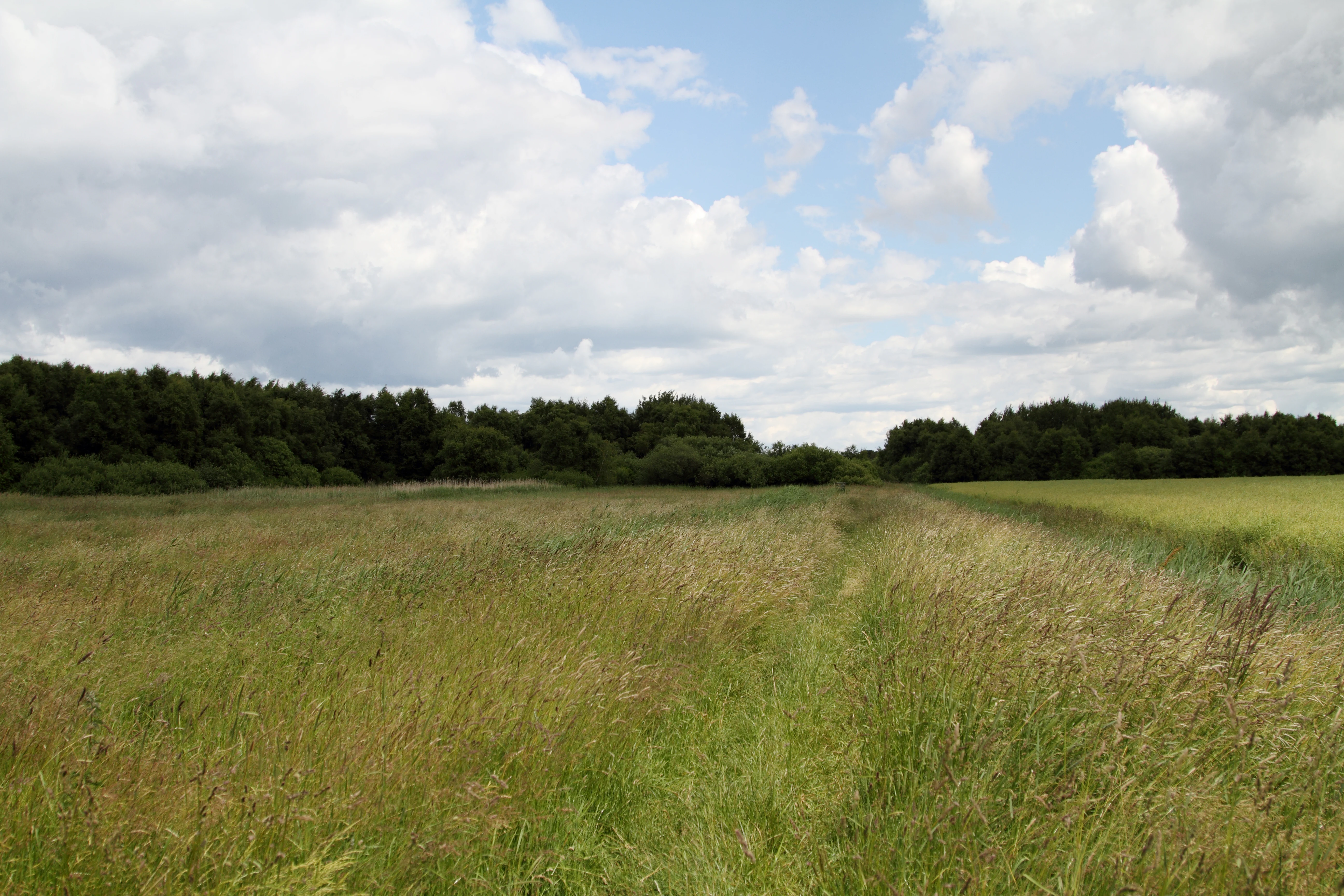 A grassy trail leads into the distance through a wide, open meadow bordered by a dense line of trees under a cloudy sky.