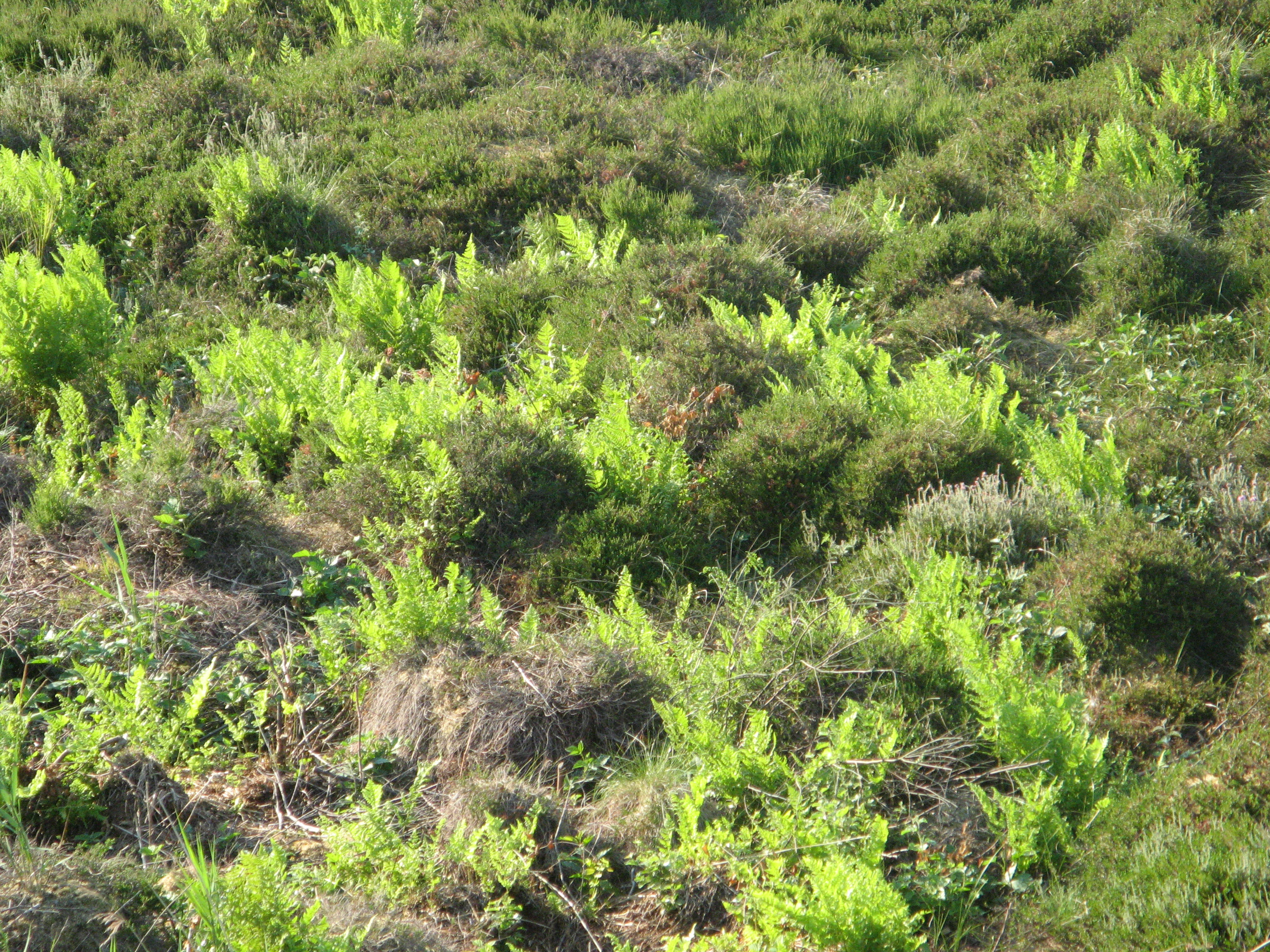 A close up view of ground level vegetation in a boggy area, showing clusters of bright green ferns intermixed with low-lying dark green shrubbery.