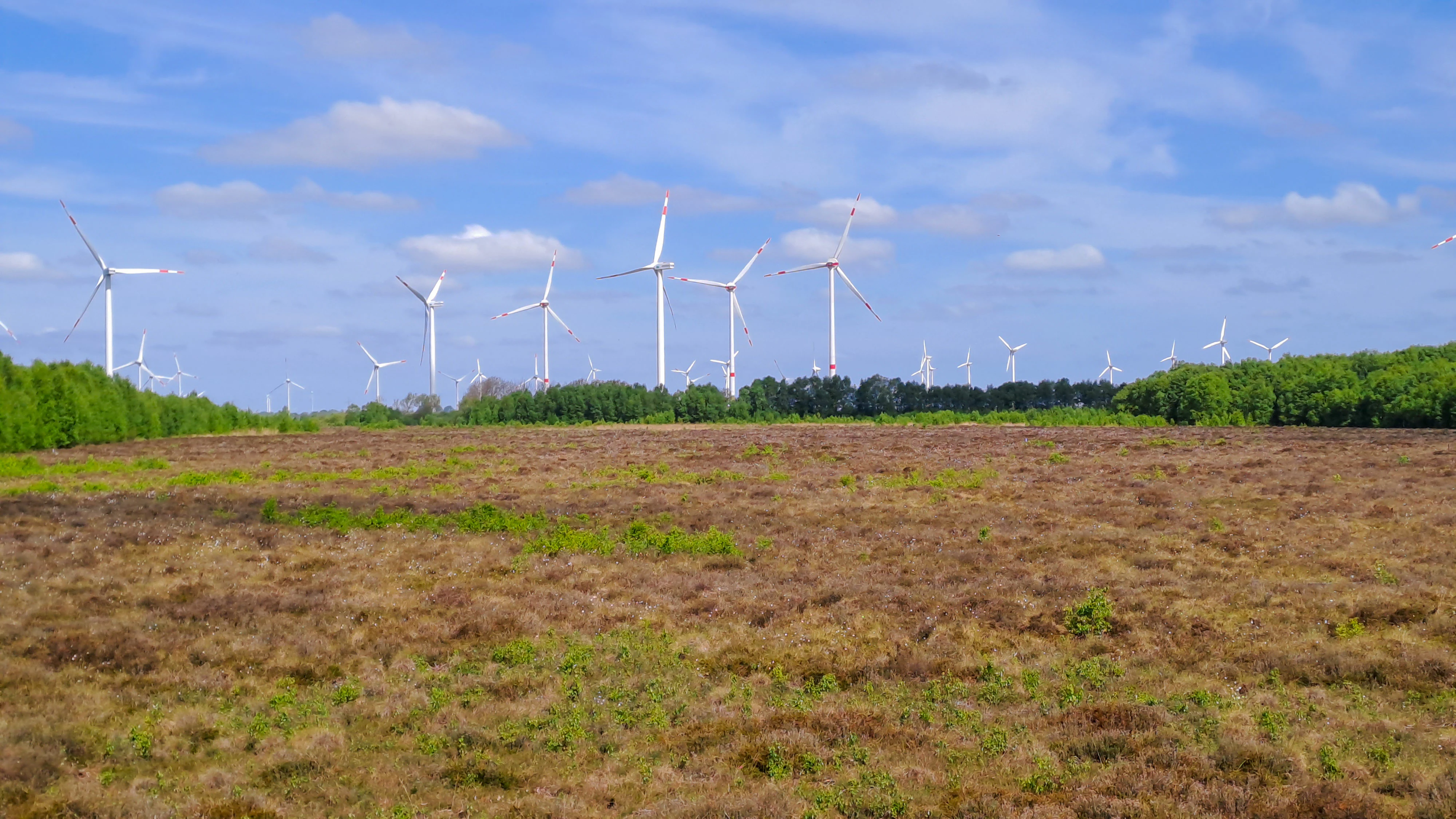 A wide view of a brownish, low-lying bog or moorland with a line of wind turbines standing above a dark green tree line in the distance under a blue sky with light clouds.