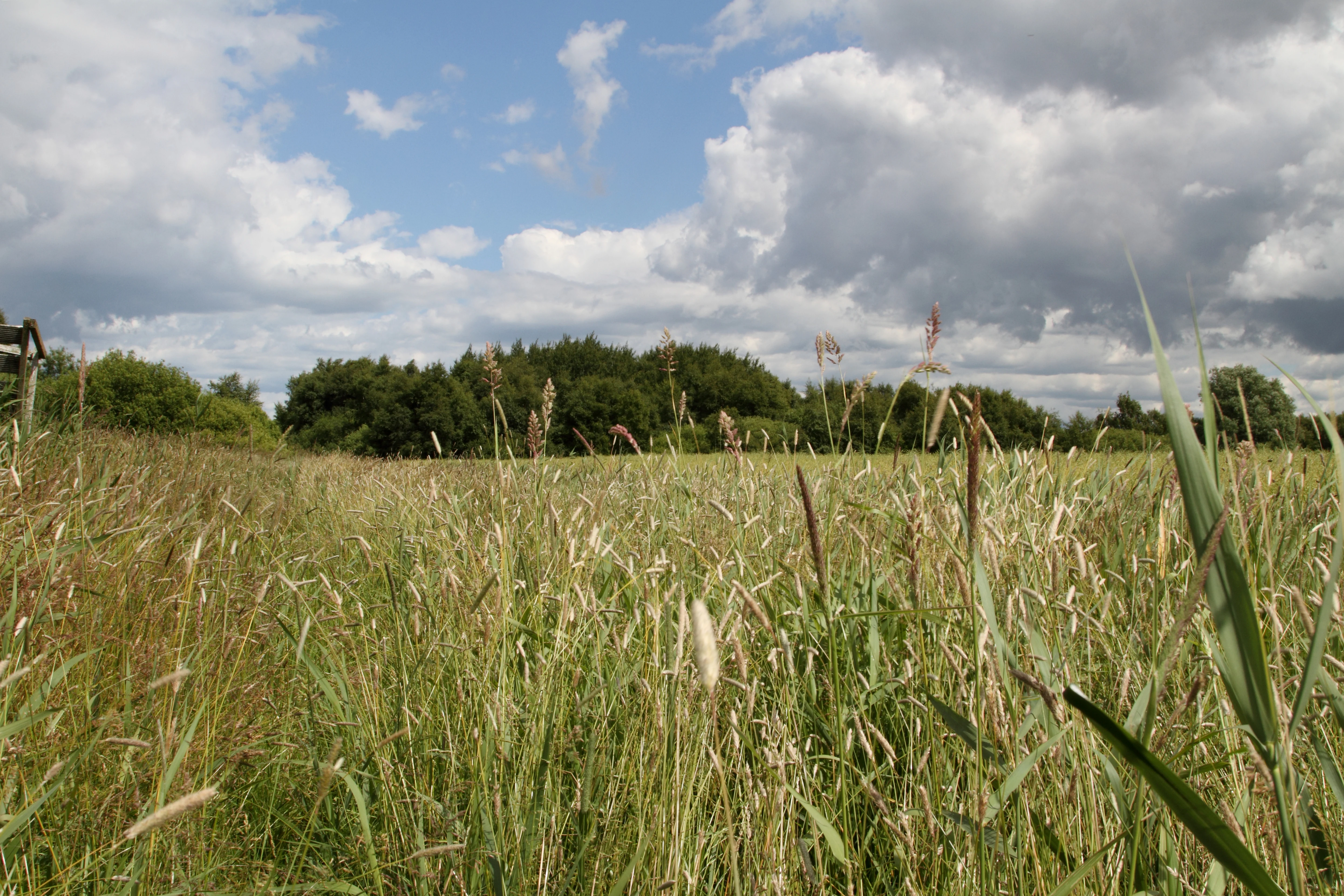 A low-angle view of a grassy meadow with tall reeds, with a line of trees in the distance under a cloudy blue sky.