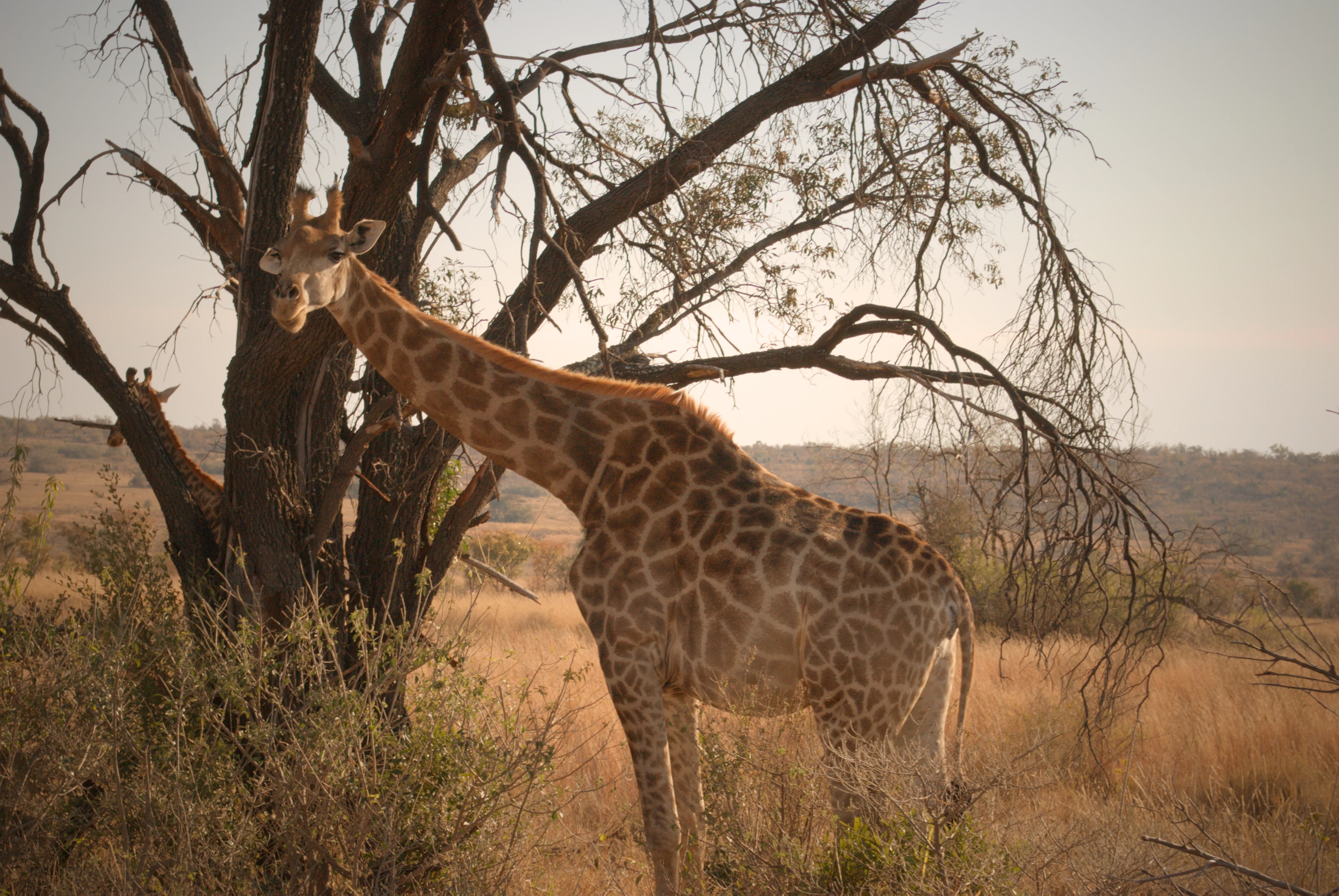 A side profile of a giraffe standing next to a large tree in a dry, grassy savannah field.