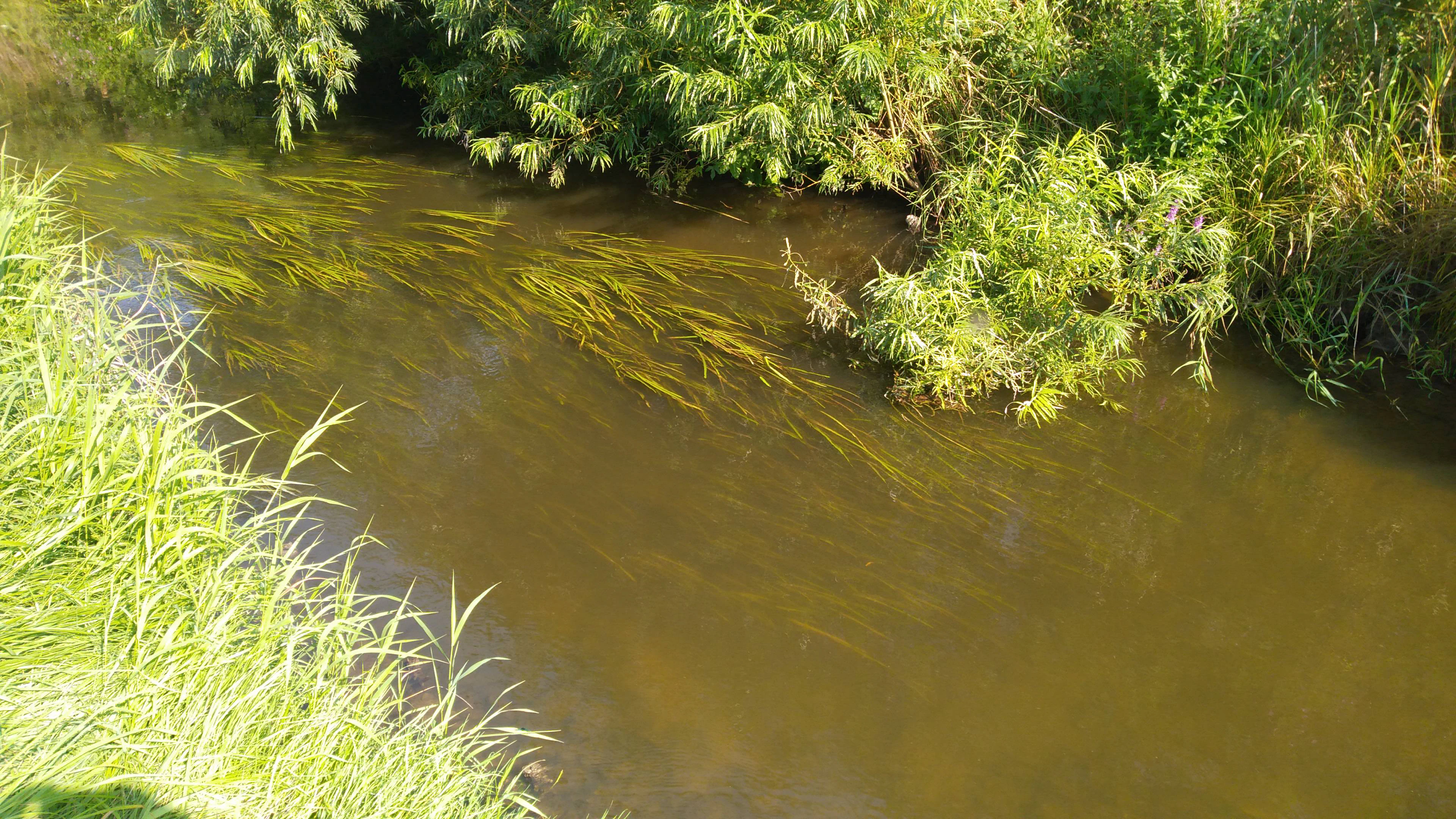 A slow flowing stream with dense aquatic vegetation visible beneath the water surface, framed by tall grasses and green bushes along the banks.
