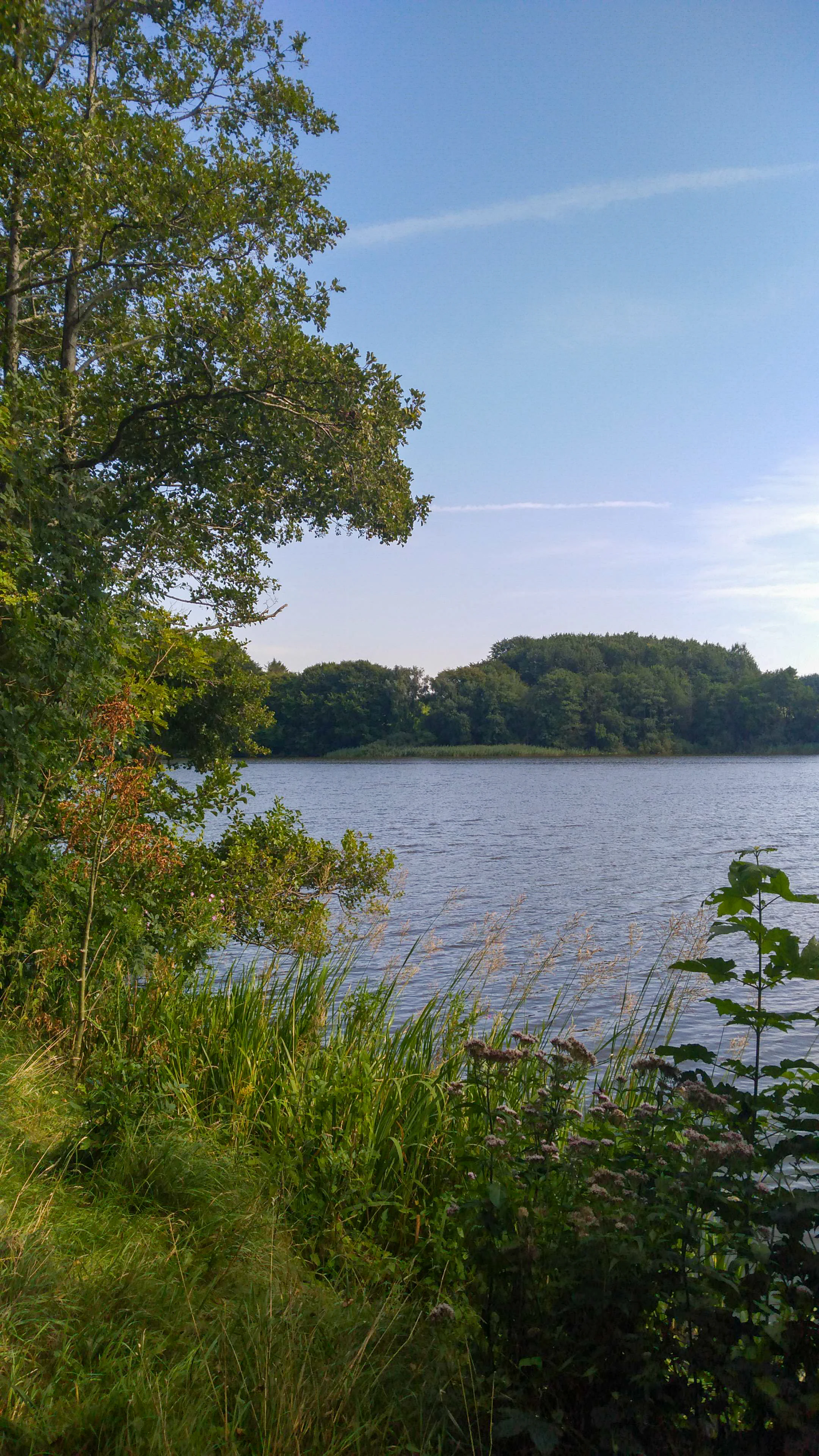 A wide view of a lake surface with dense green trees along the shoreline under a clear blue sky.