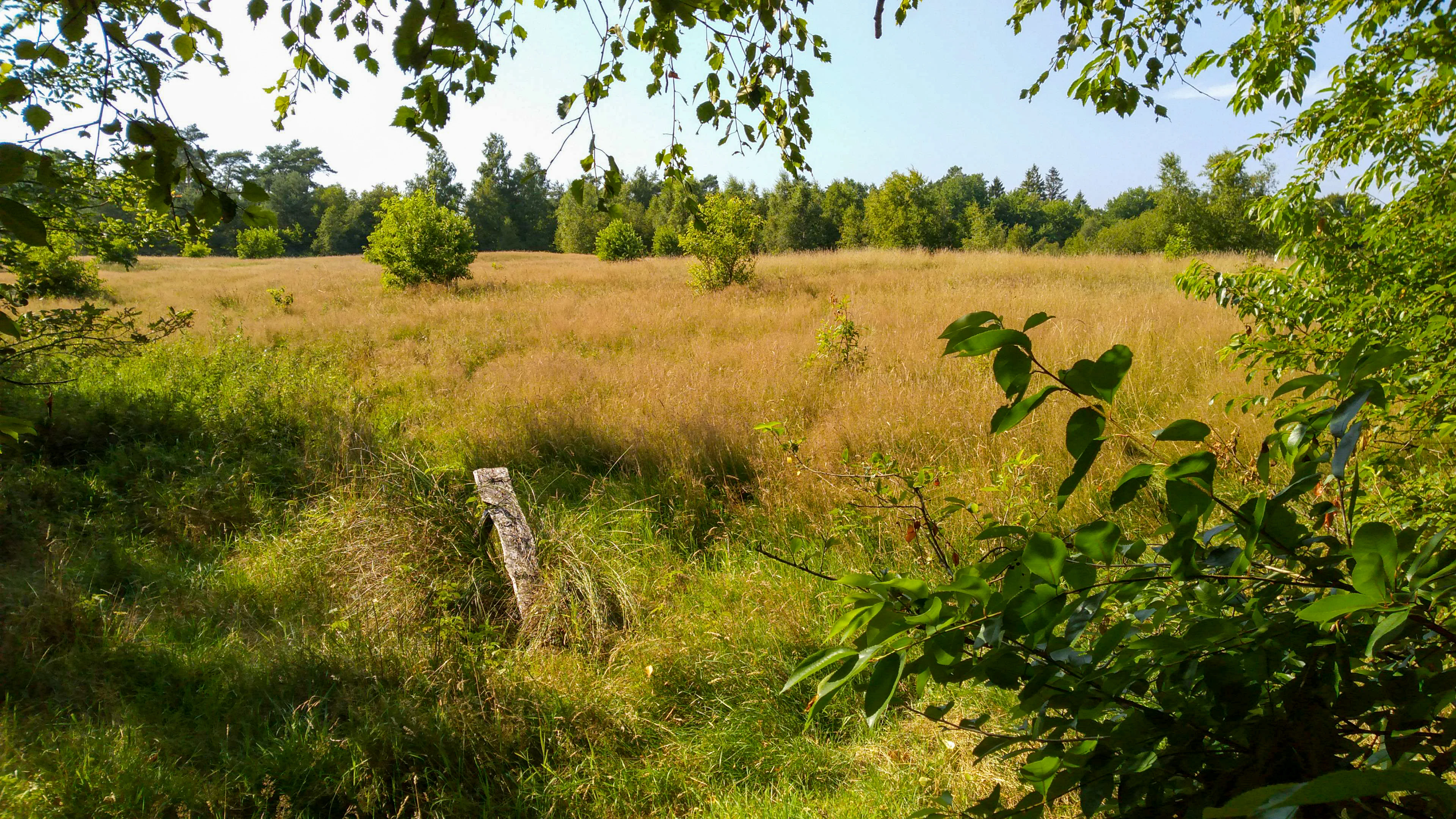 A wide view of a sunlit grassy field framed by green deciduous tree branches in the foreground, with a dense forest line in the background under a clear sky.