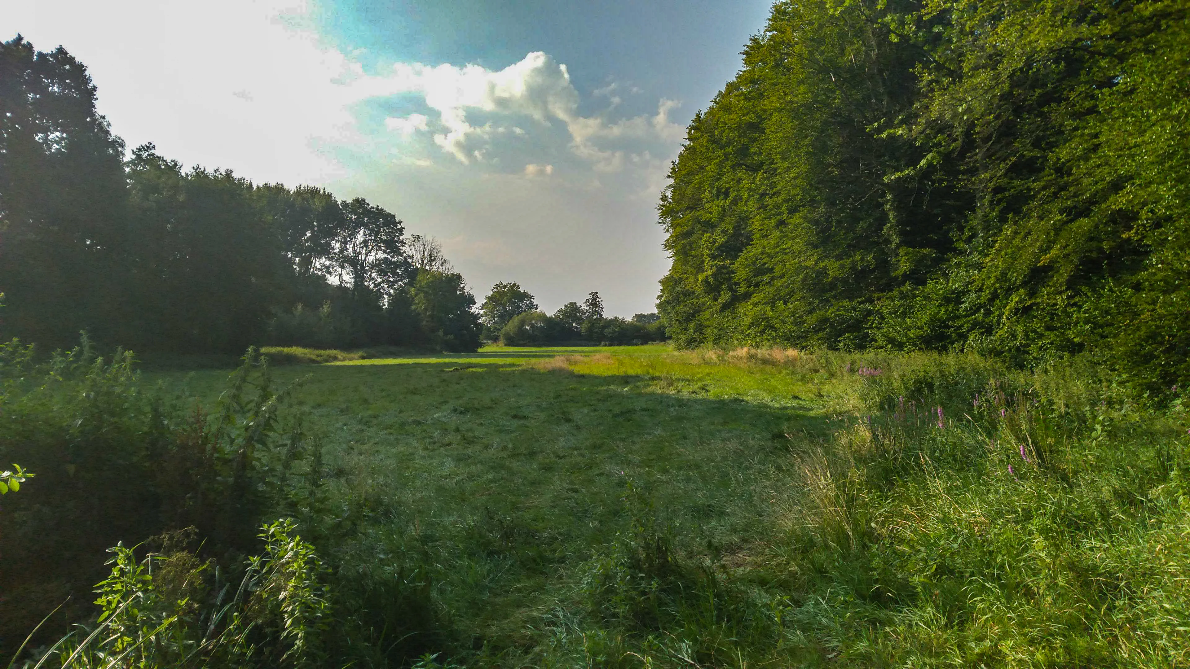 A wide, sunlit meadow surrounded by thick green forest under a partly cloudy sky.
