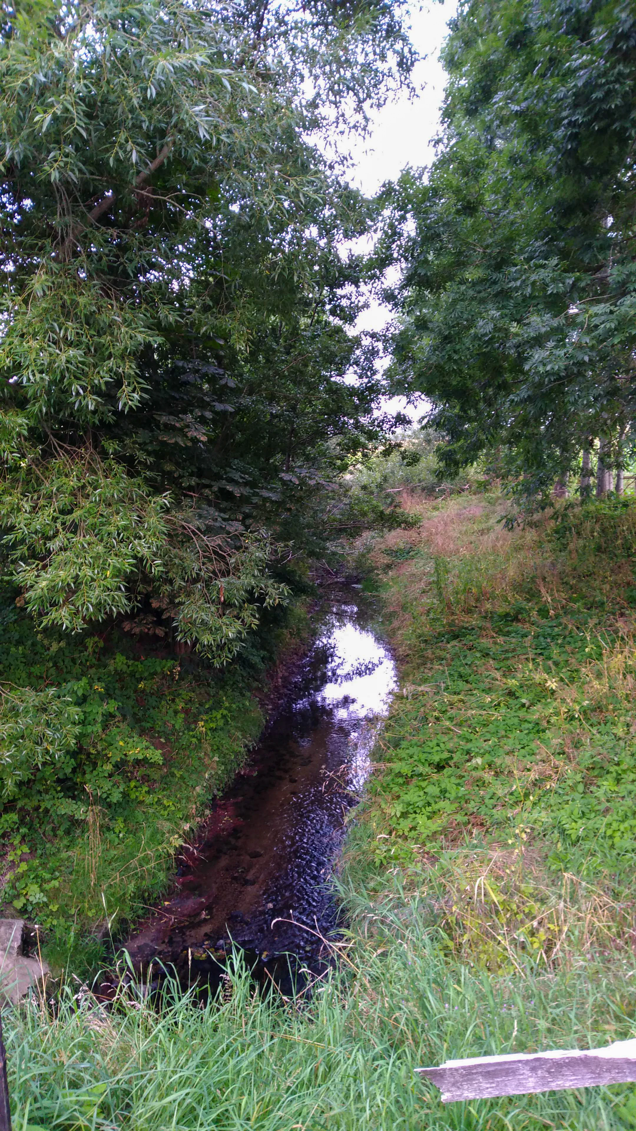 A narrow stream flows through a lush, tree-lined valley with overhanging green foliage and grassy banks.