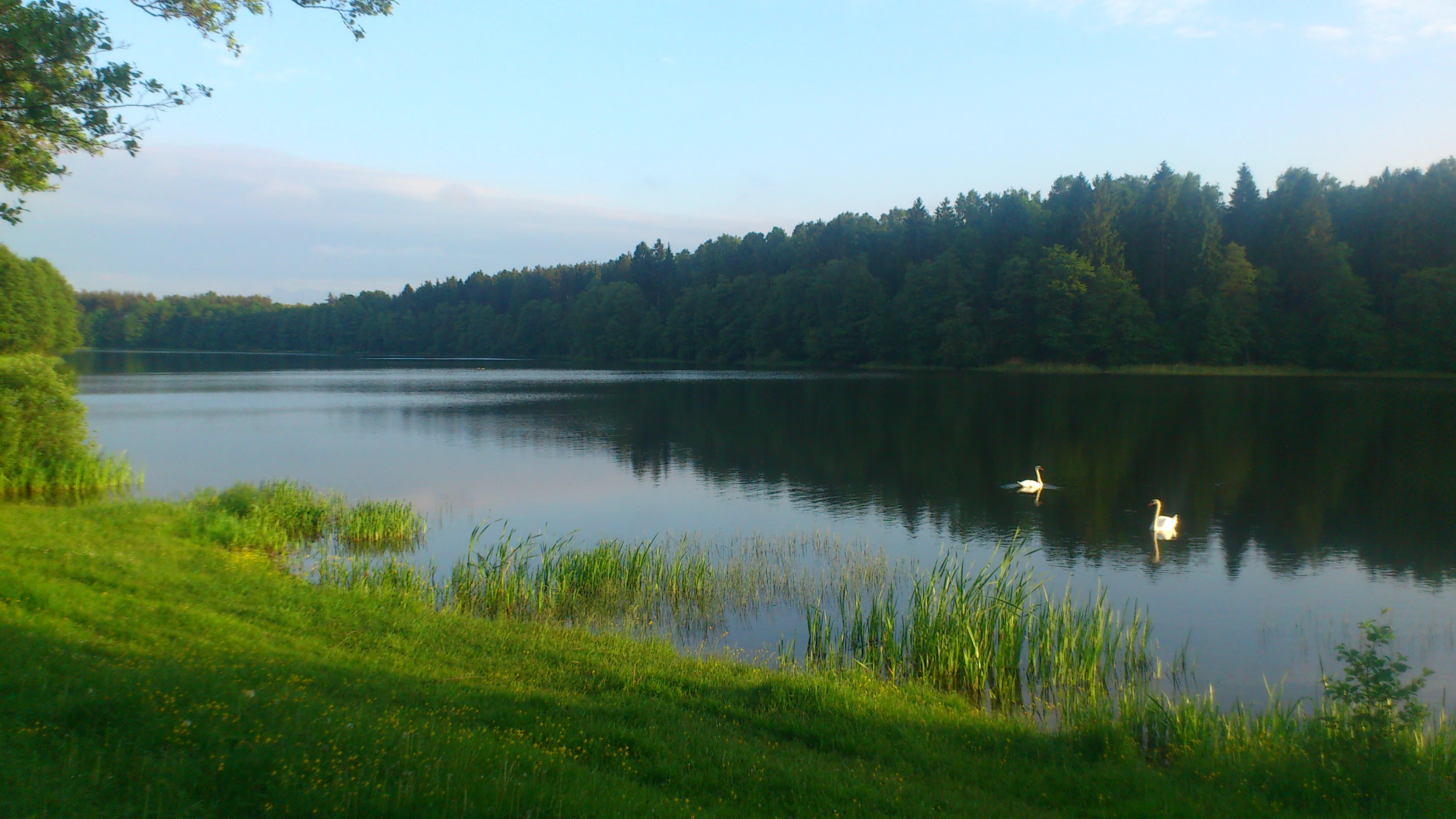 A calm lake reflecting a line of trees on the far shore, with two swans swimming in the water and a grassy bank in the foreground.