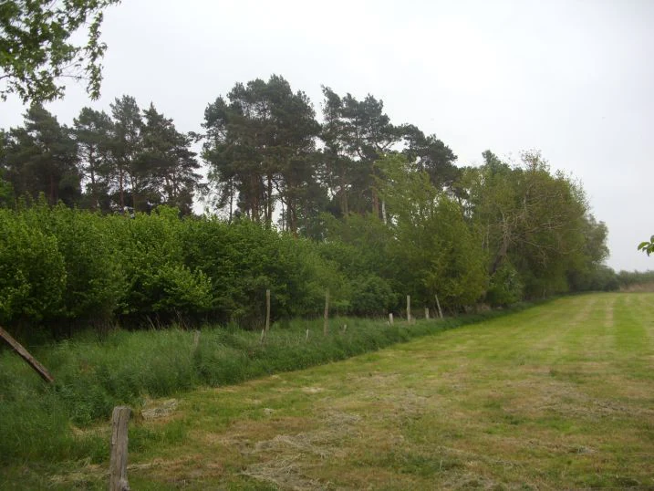 A wide view of a grassy field bordered by a dense line of trees and shrubs in the Wendesser Moor nature reserve under an overcast sky.