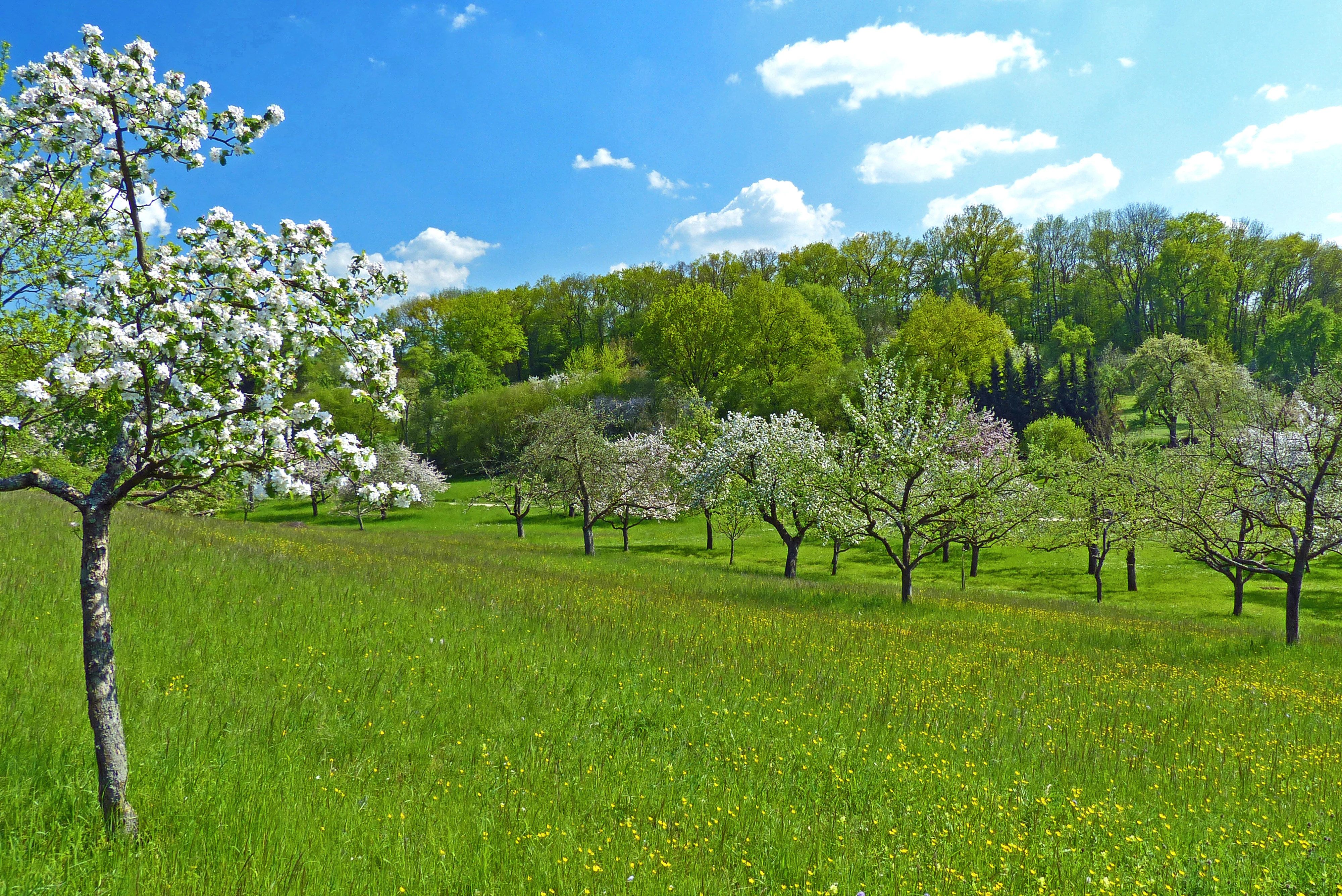 A wide view of a sloping green meadow filled with blooming fruit trees under a bright blue sky with scattered clouds.