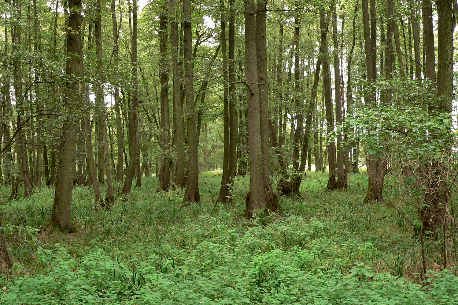 A dense alder swamp forest with tall, straight tree trunks and lush green undergrowth.
