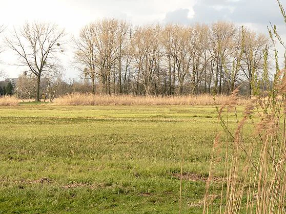 A wide view of a grassy meadow with bare deciduous trees in the background under a cloudy sky.