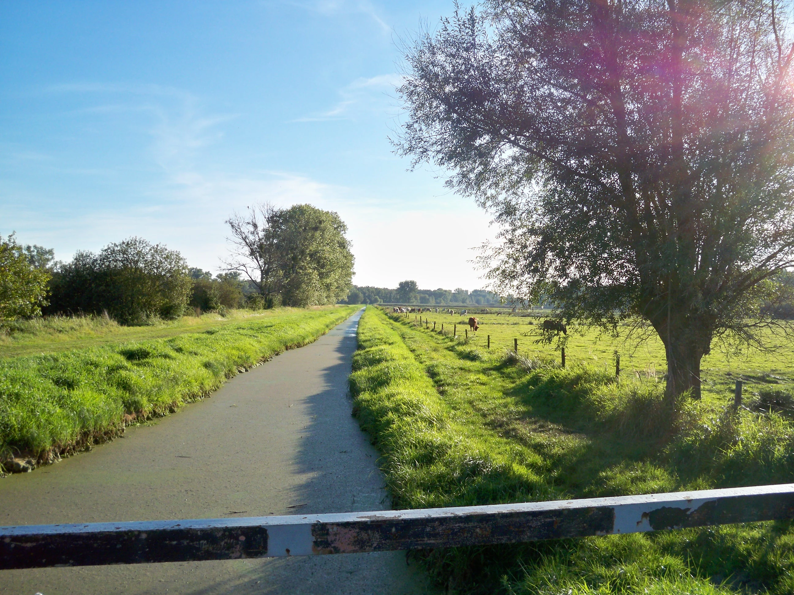 A narrow canal stretches into the distance through green meadows under a clear sky, with a wooden bridge railing in the foreground and cattle grazing in the field on the right.