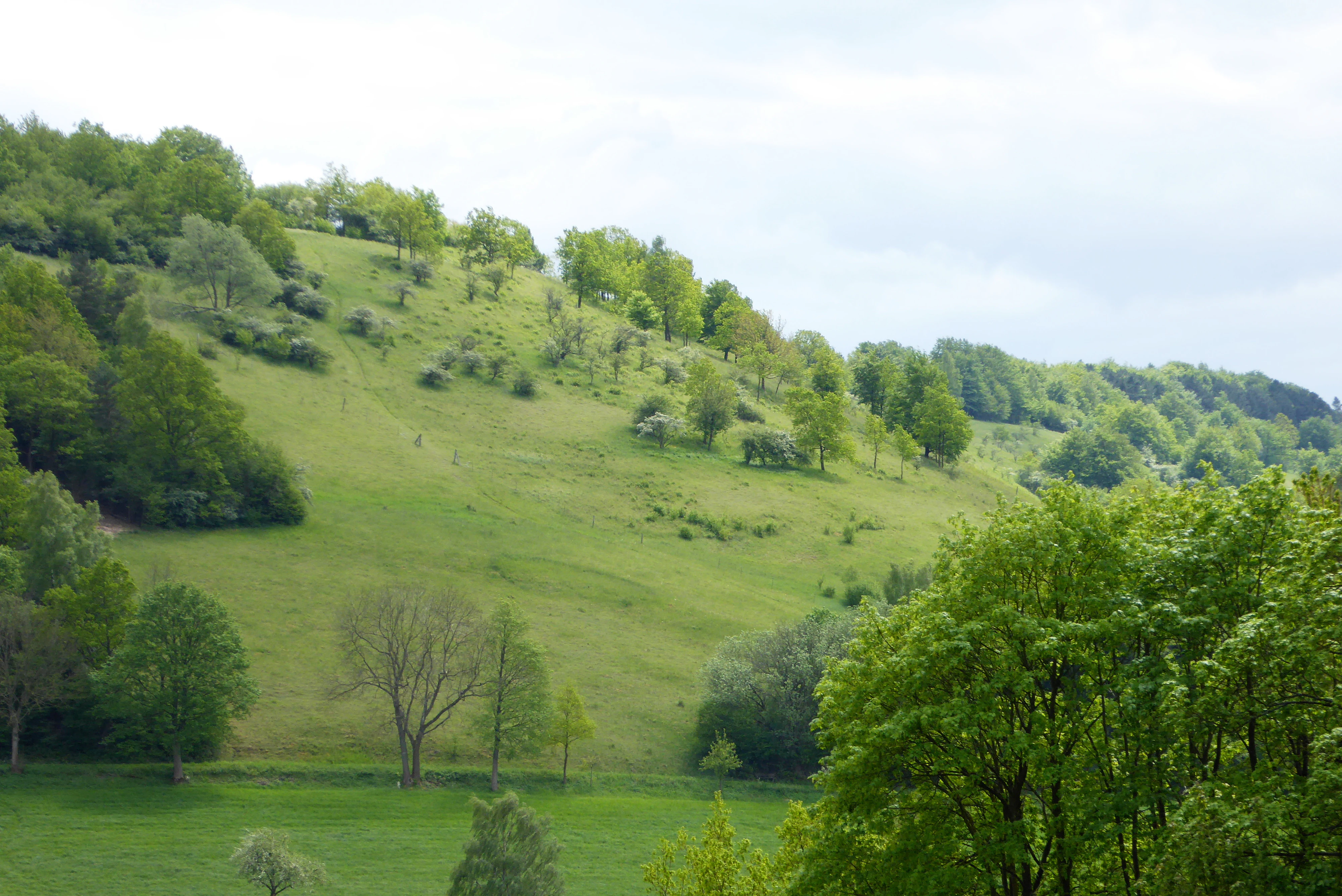 A green grassy hillside slope featuring patches of scattered trees and forest edges under an overcast sky.