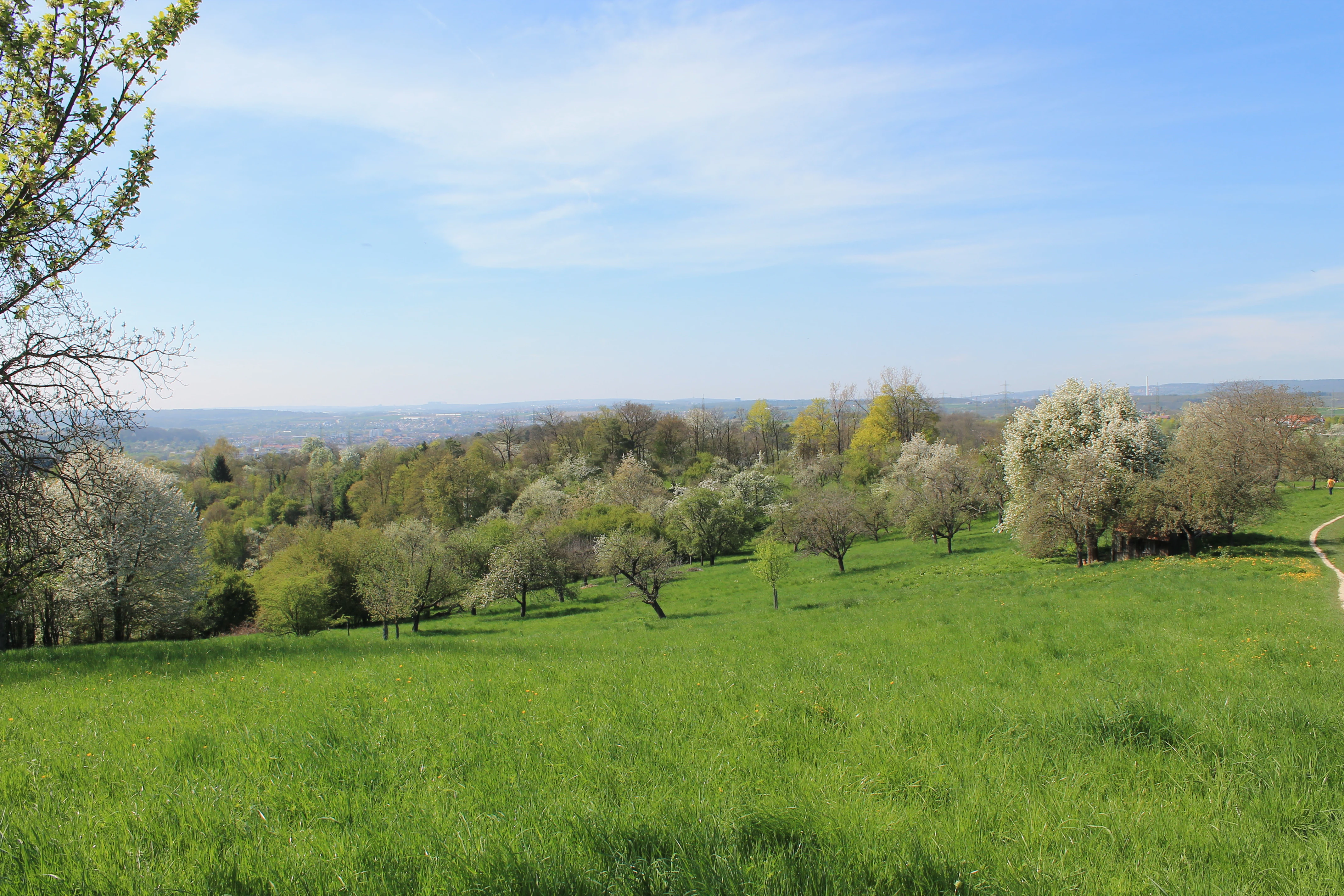 A wide view of a green meadow dotted with flowering trees and orchards, with a hint of a dirt path on the right and a blue sky above.