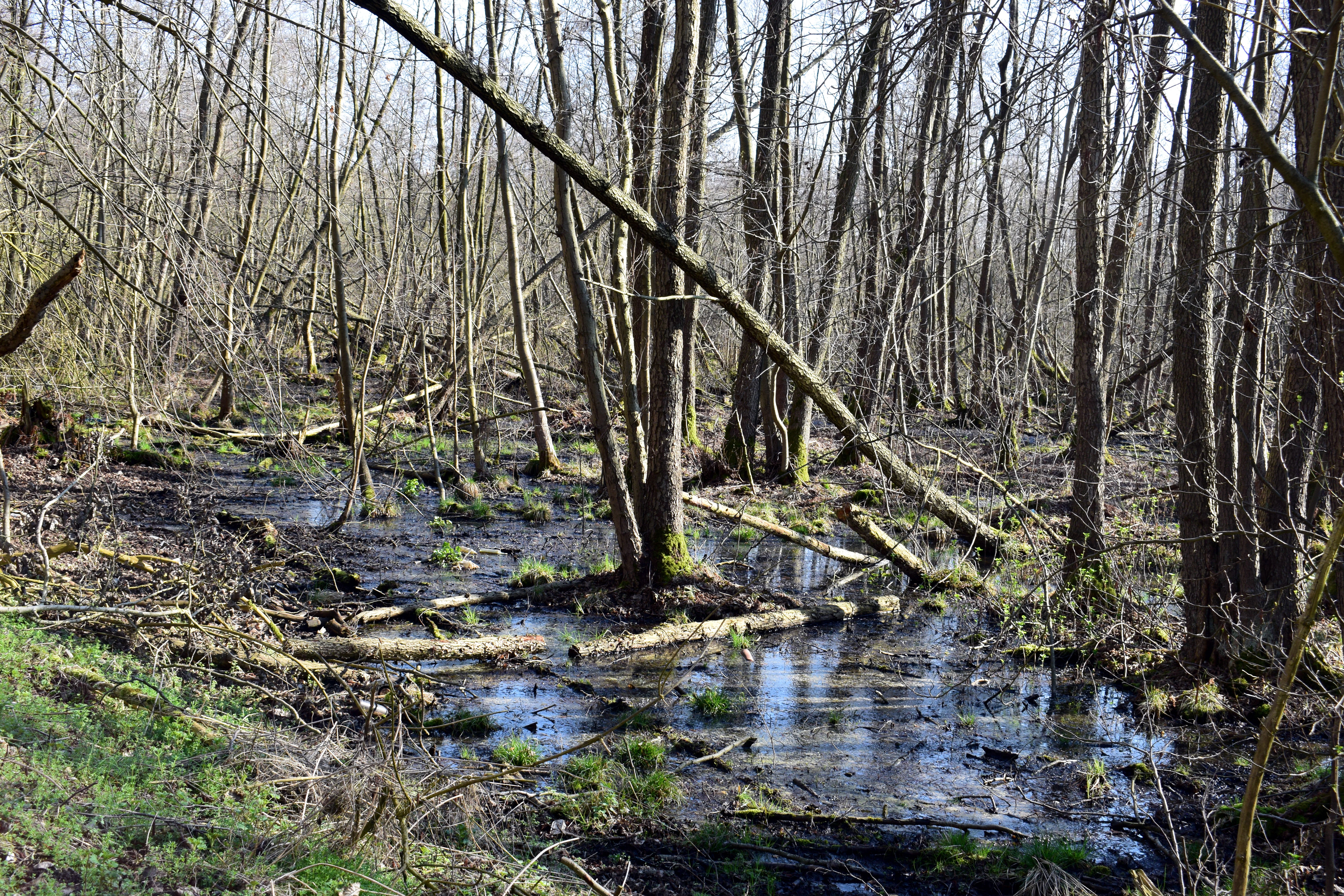 Una vista de un bosque pantanoso con árboles desnudos, troncos caídos y charcos de agua estancada que reflejan el cielo.