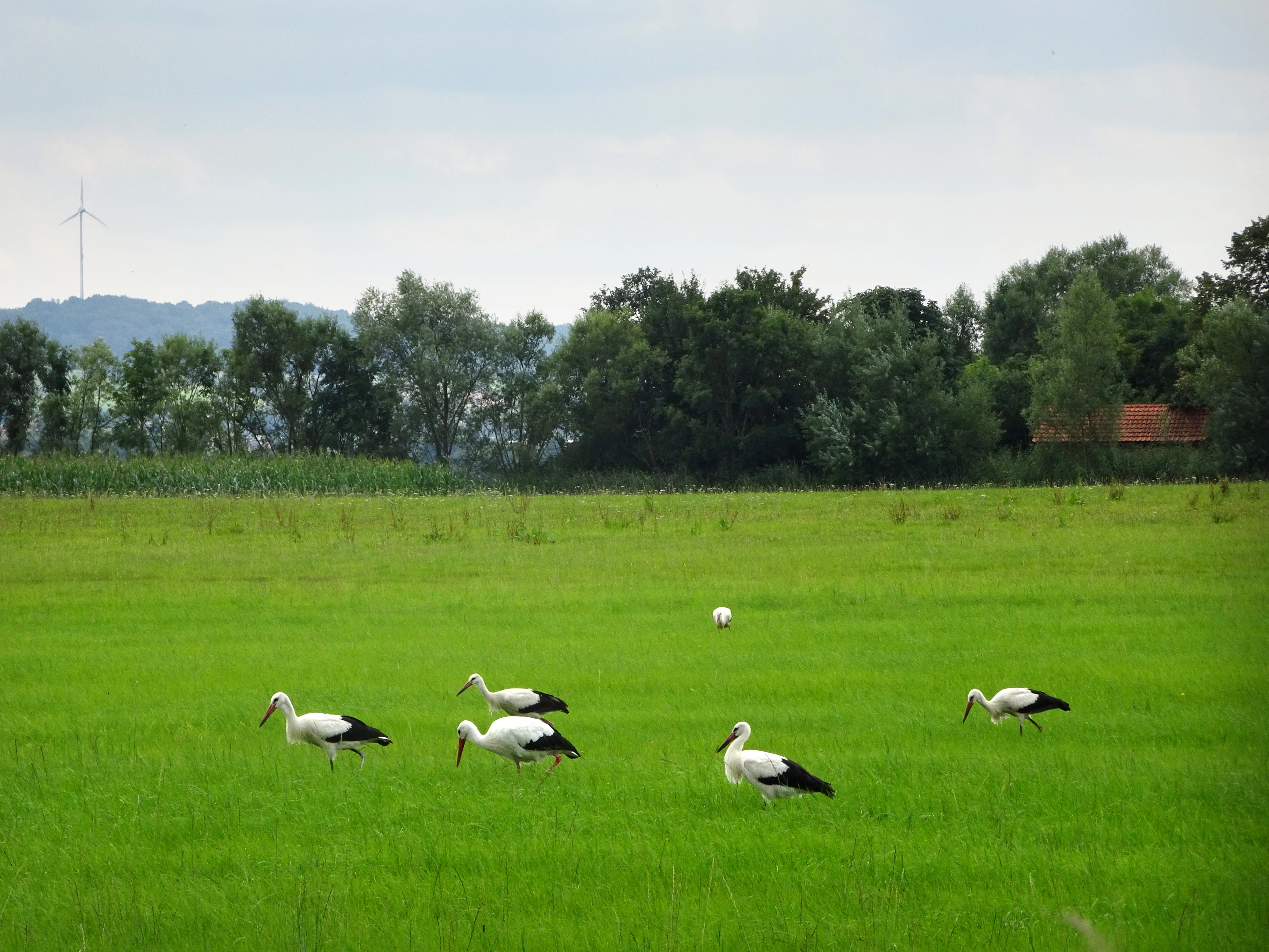 Un grupo de cuatro cigüeñas blancas caminando por un campo de hierba verde vibrante con una hilera de árboles y una turbina eólica distante al fondo.