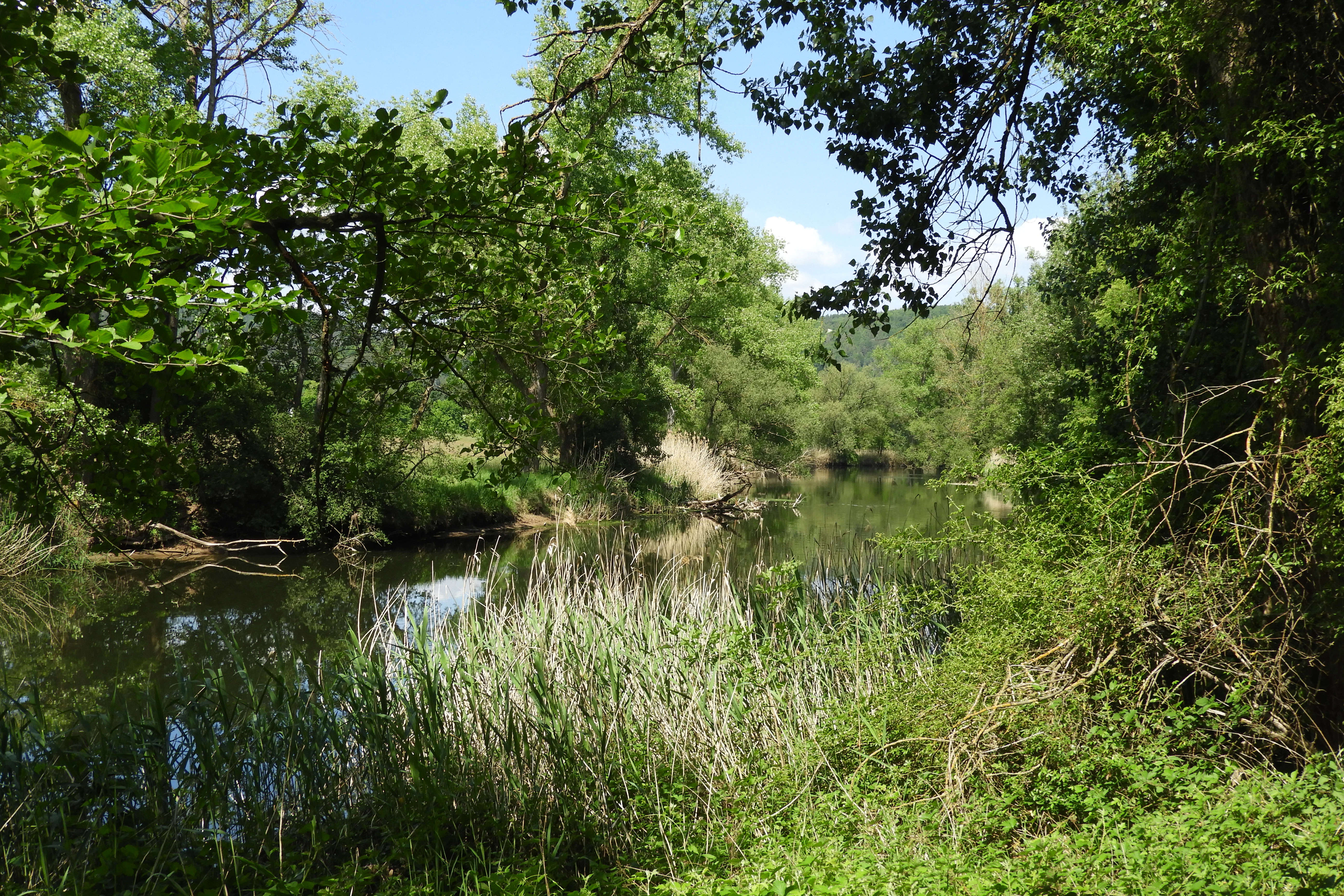 A peaceful river flows through a lush, green riparian forest, with tall reeds and grasses lining the banks under a clear sky.
