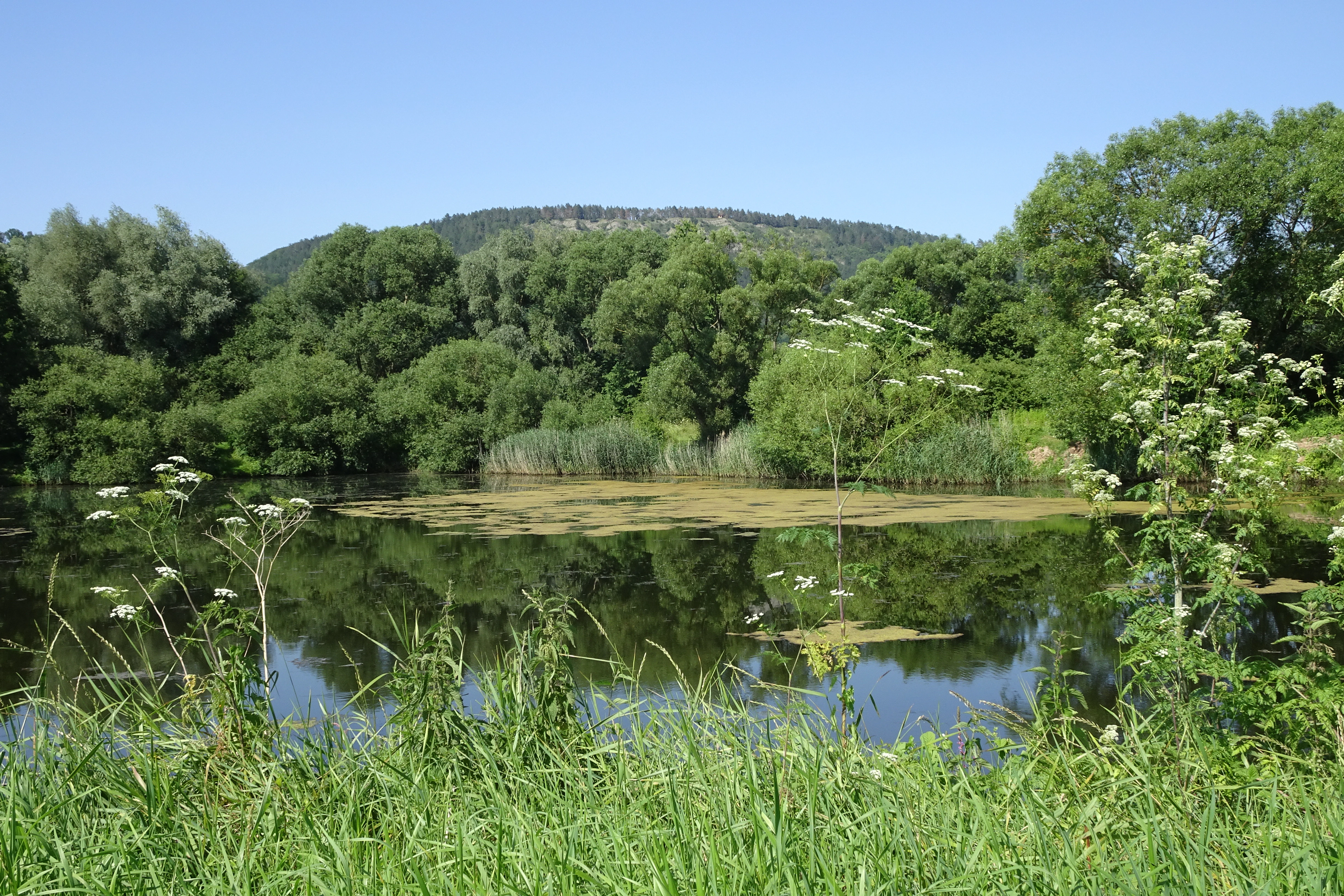A view across a calm, reflective pond in the Werra river floodplain, surrounded by dense green trees and hills in the background under a clear sky.