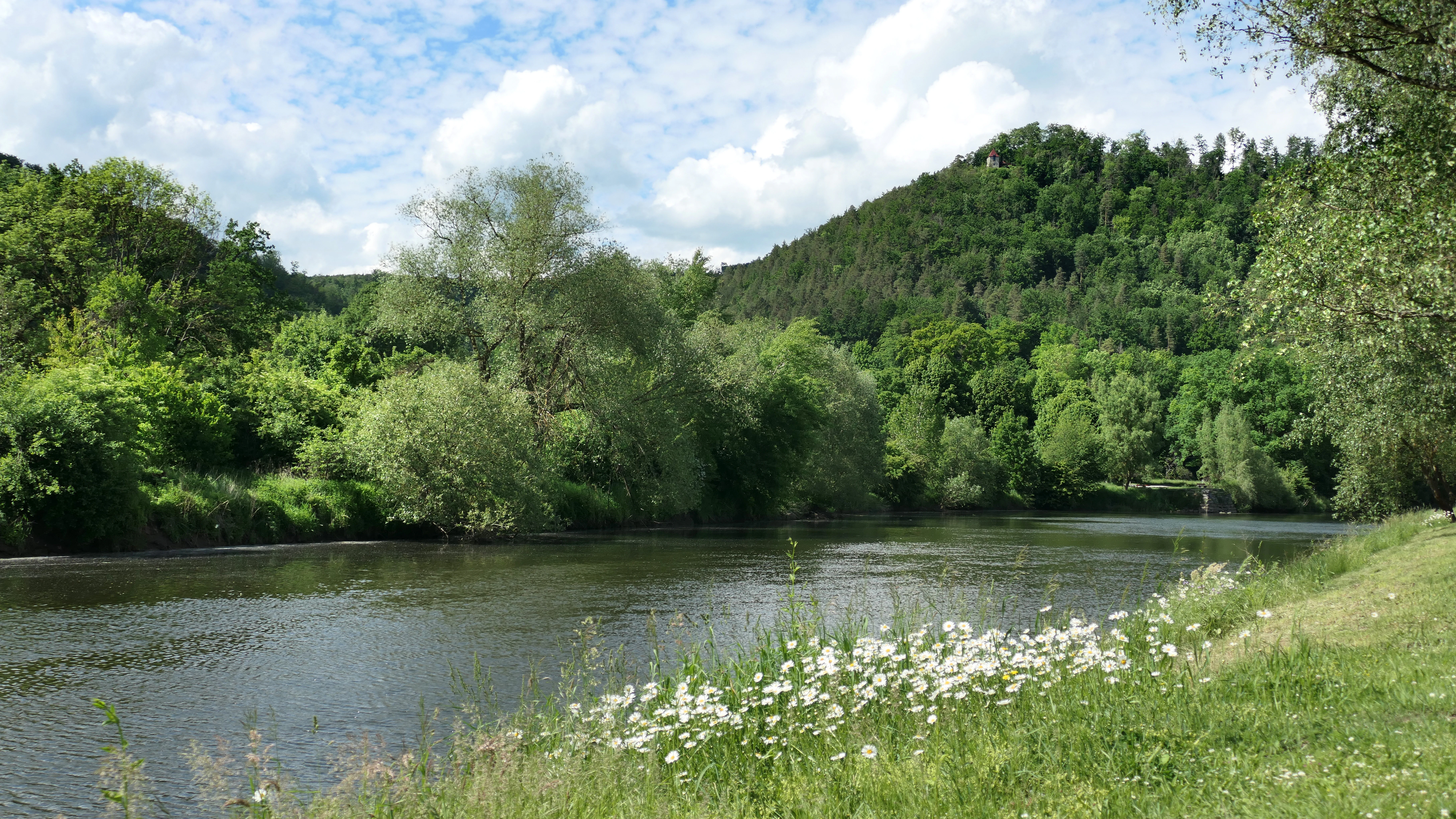 A peaceful river flows through a green valley with dense deciduous forests and a grassy bank in the foreground filled with white wildflowers under a cloudy sky.