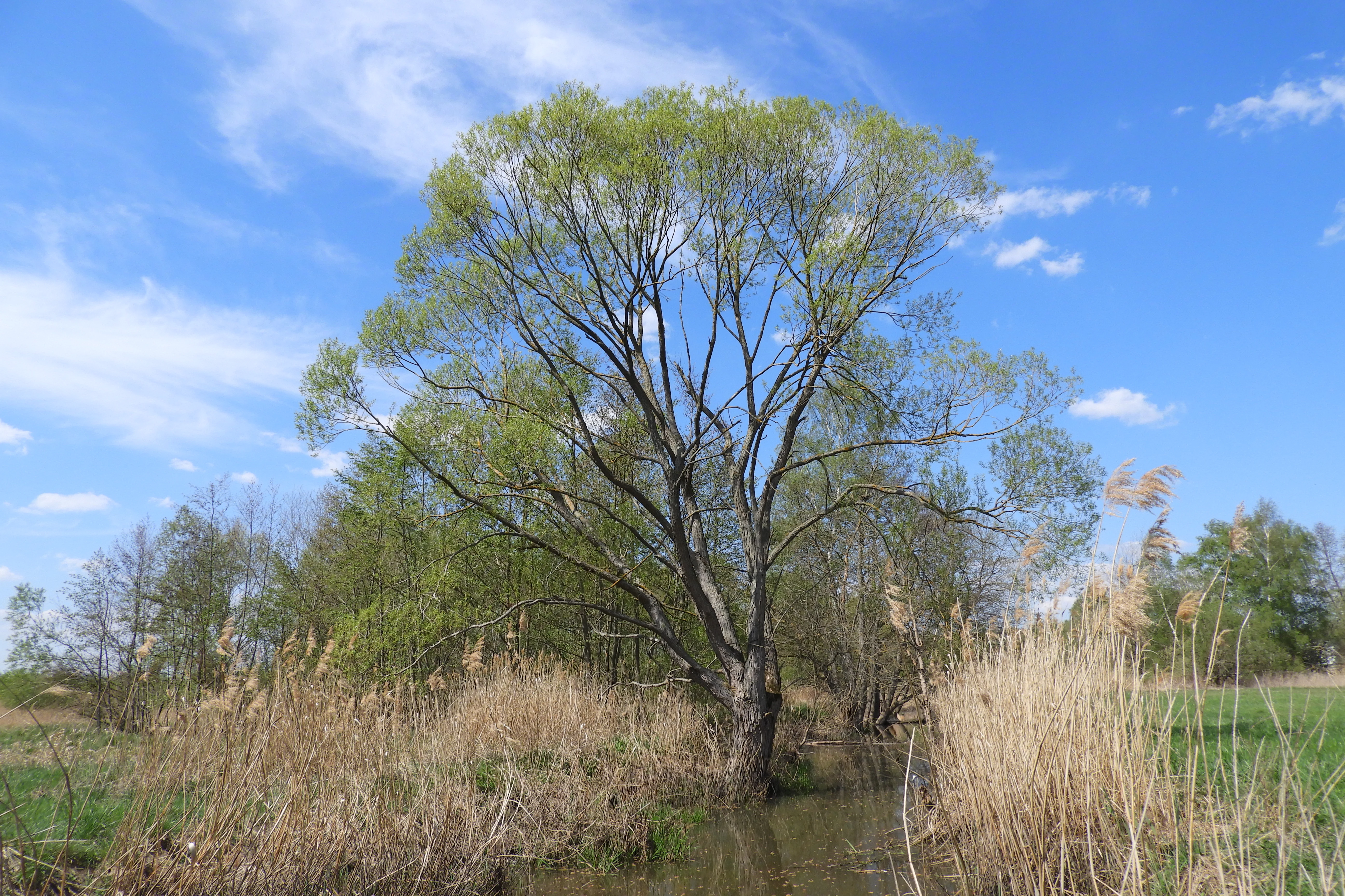 A large tree with fresh green spring foliage stands in the center of a wetland area; tall dry reeds surround the base of the tree and a small stream is visible in the foreground under a blue sky.