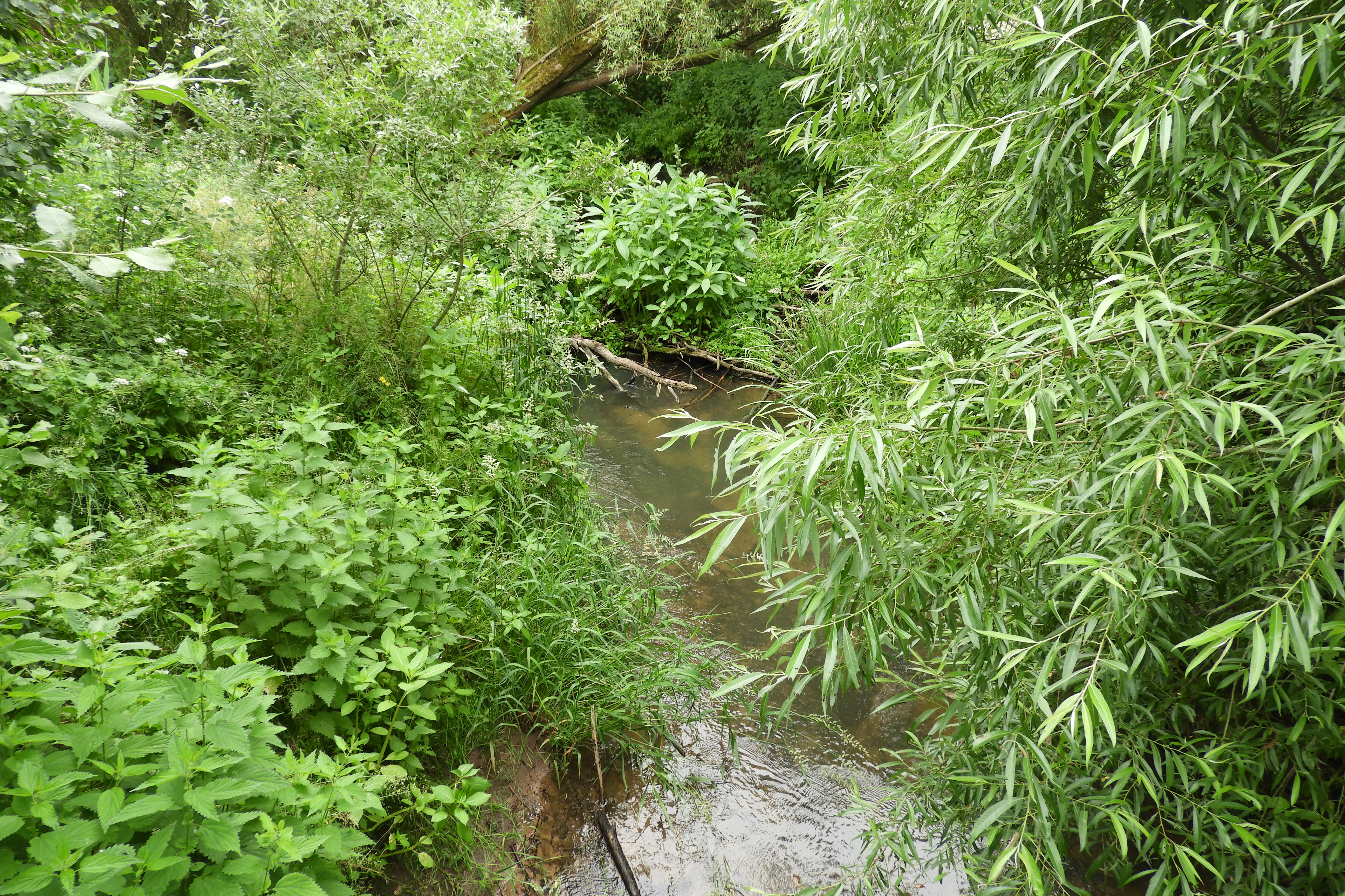 A narrow, slow-moving stream winding through dense green riparian vegetation and willow trees.