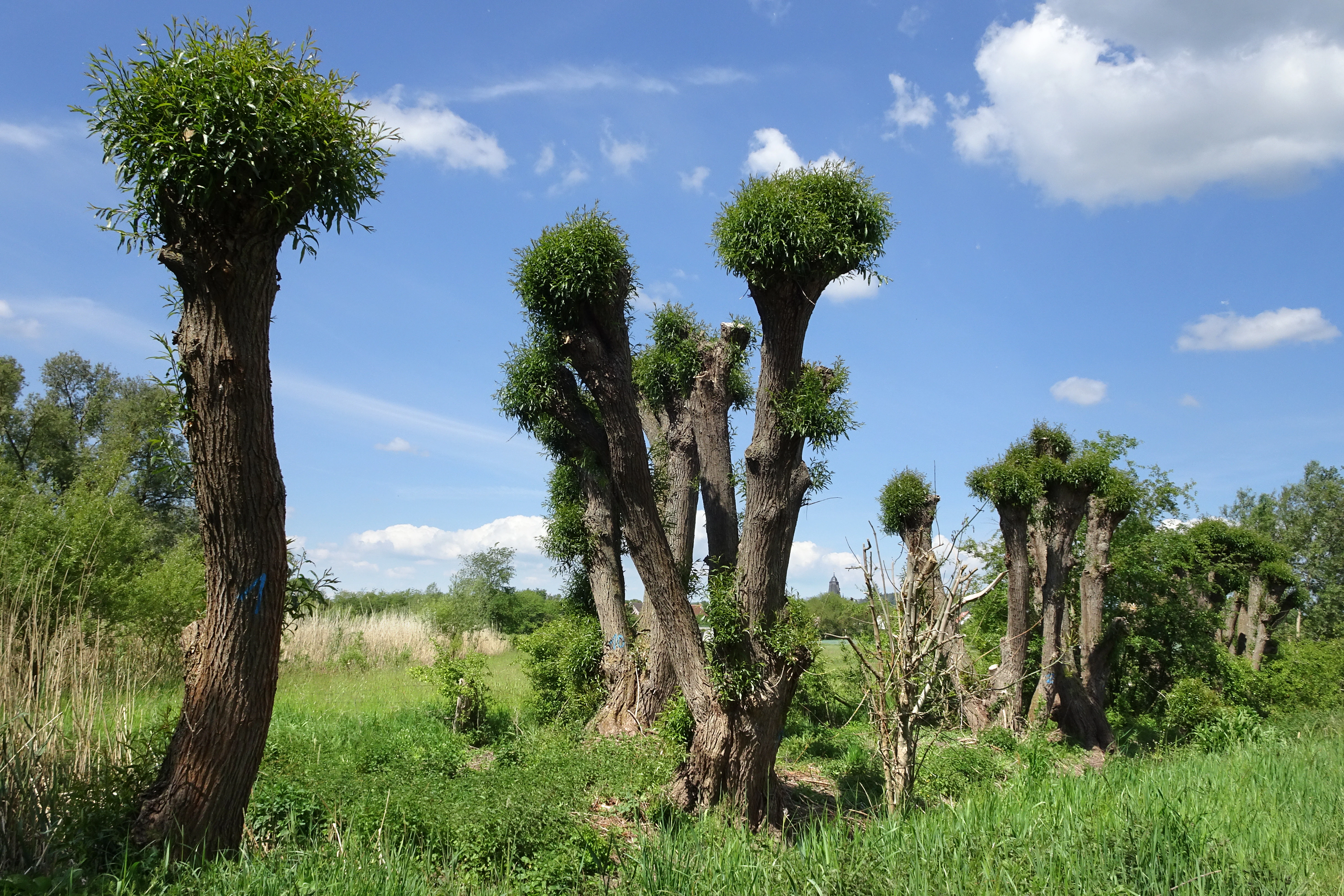 A line of pollarded willow trees with thick, pruned trunks and dense, bushy green foliage growing from the tops, situated in a green meadow under a blue sky.