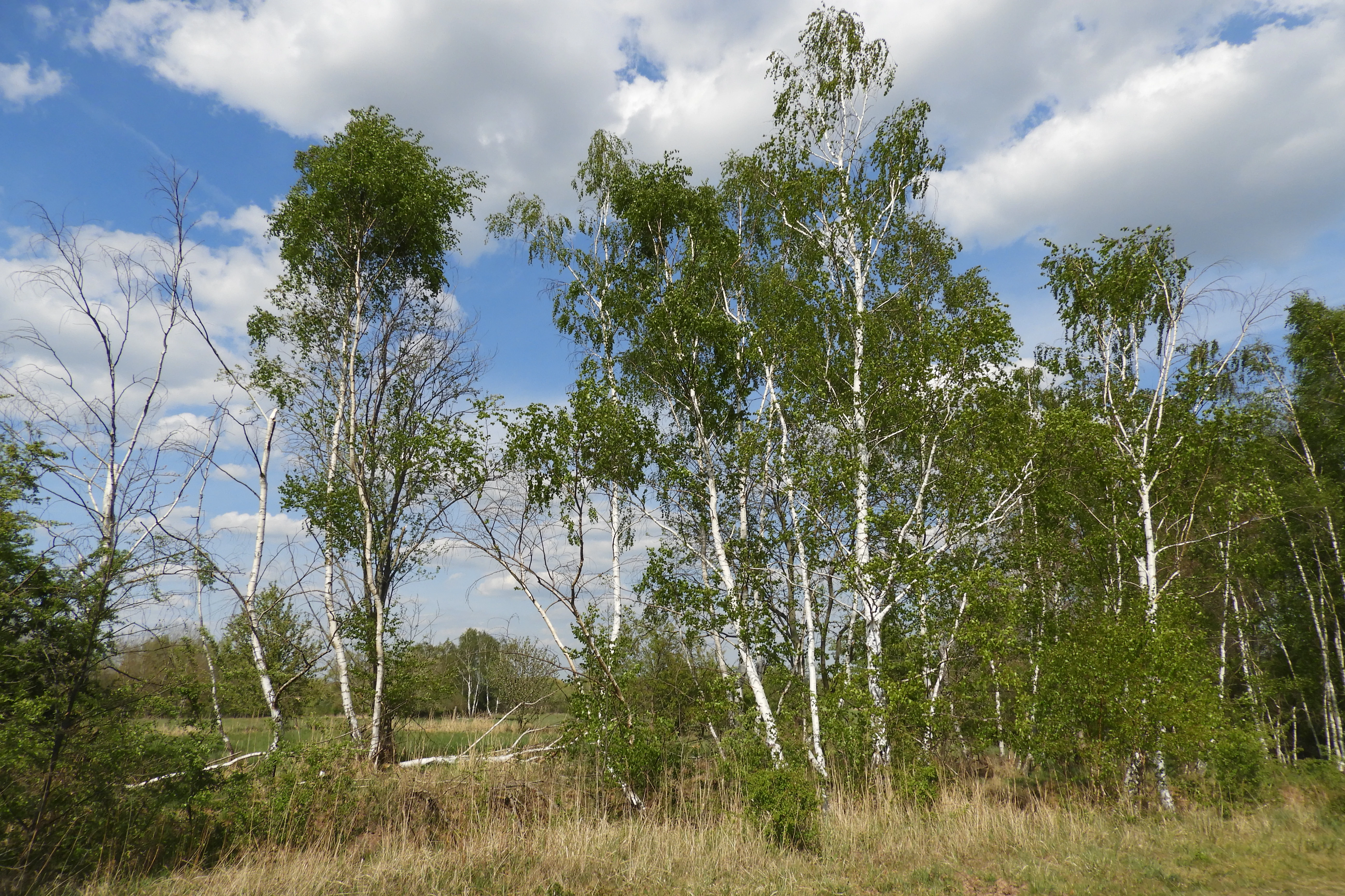 A group of silver birch trees with white bark and green leaves standing in a grassy field under a partly cloudy blue sky.