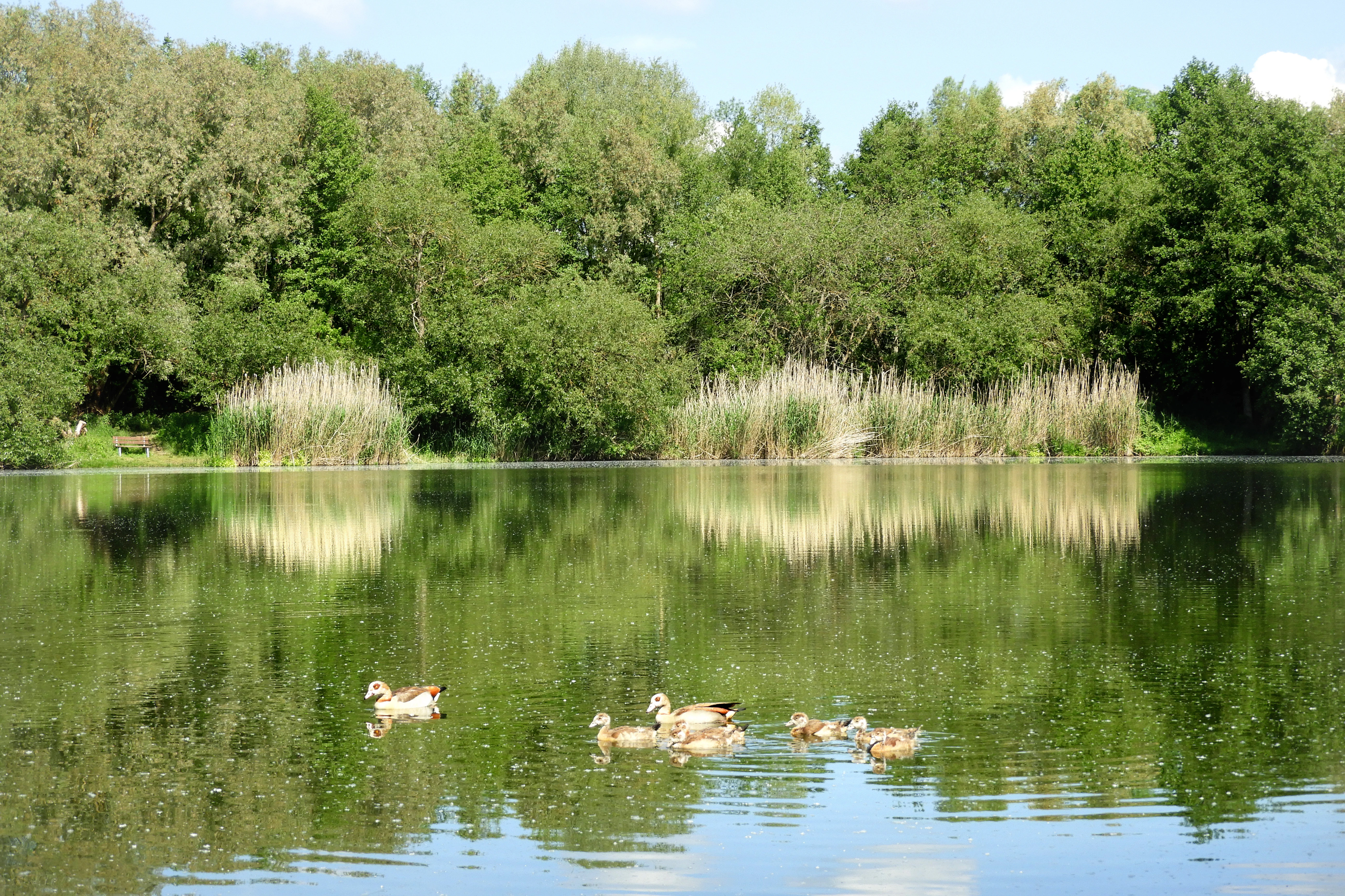 A group of ducks swimming in a calm lake with a lush, green forest and reed beds along the shoreline.