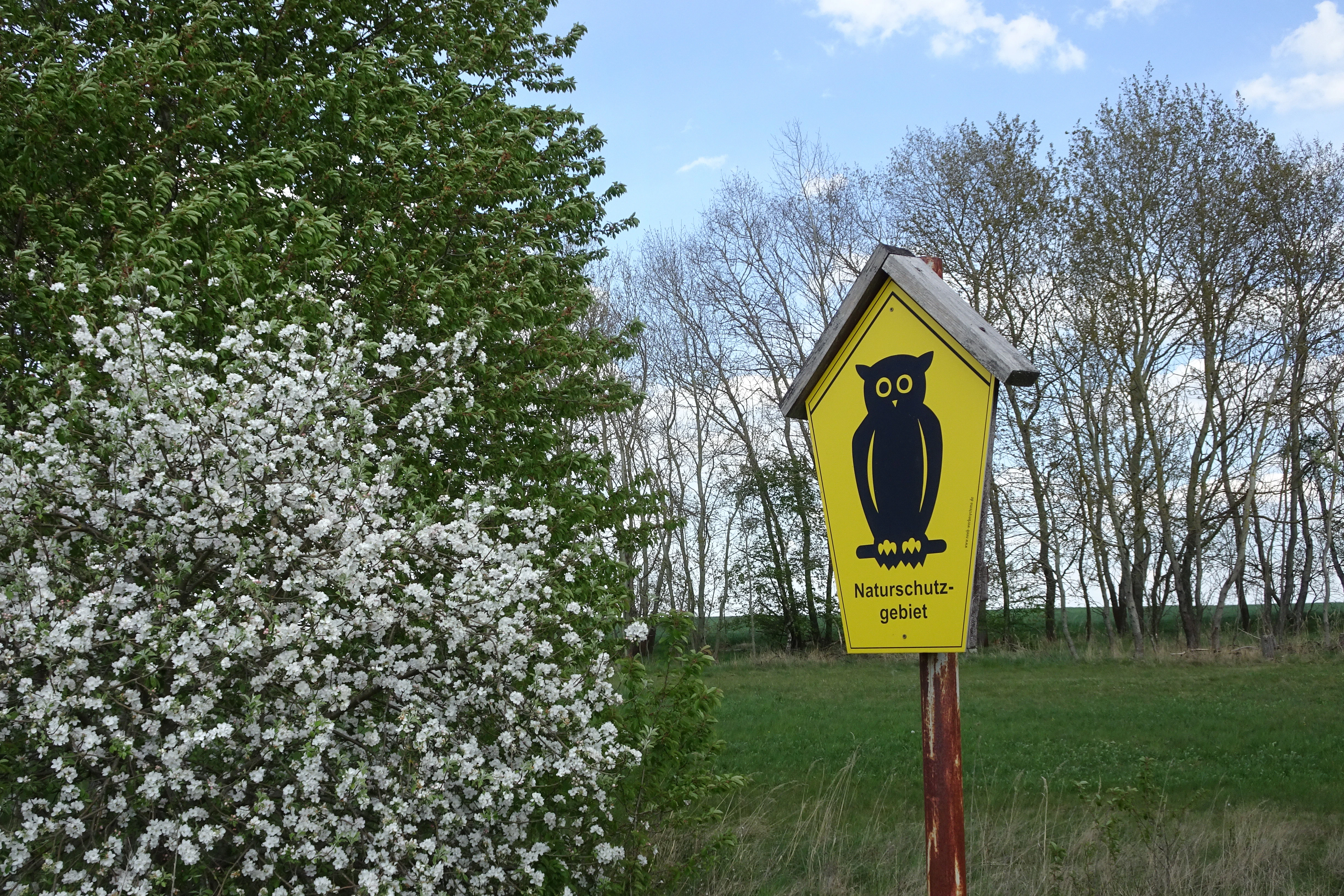 A yellow pentagonal nature reserve sign with a black owl illustration stands in front of a blooming white bush and a line of trees.