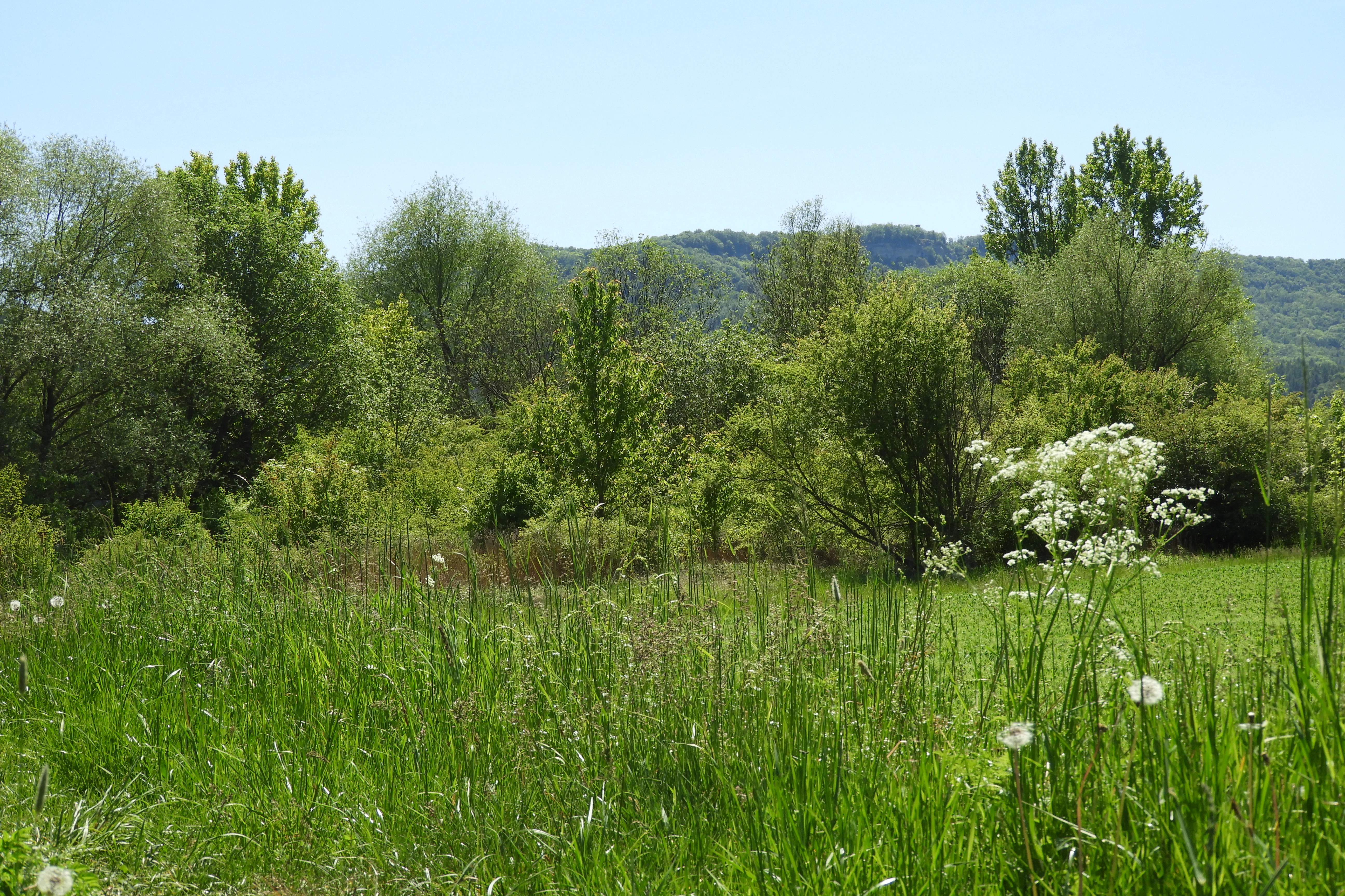 A wide view of a green meadow with wild grasses and white wildflowers in the foreground, with trees and a forested hillside in the background under a clear sky.