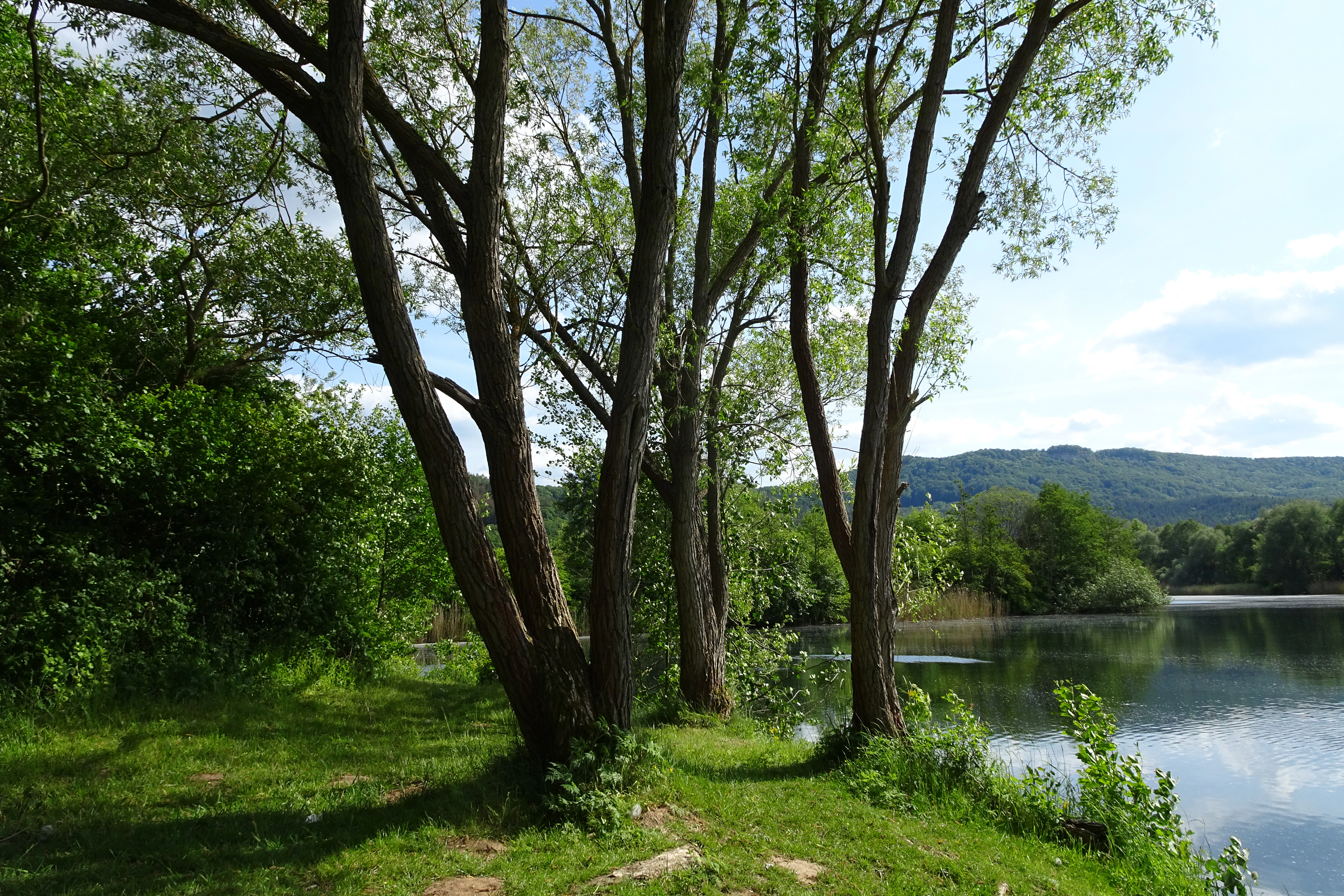 A peaceful waterside scene in Werraaue Treffurt with mature willow-like trees growing along a grassy bank, overlooking a still, reflective river with distant hills.
