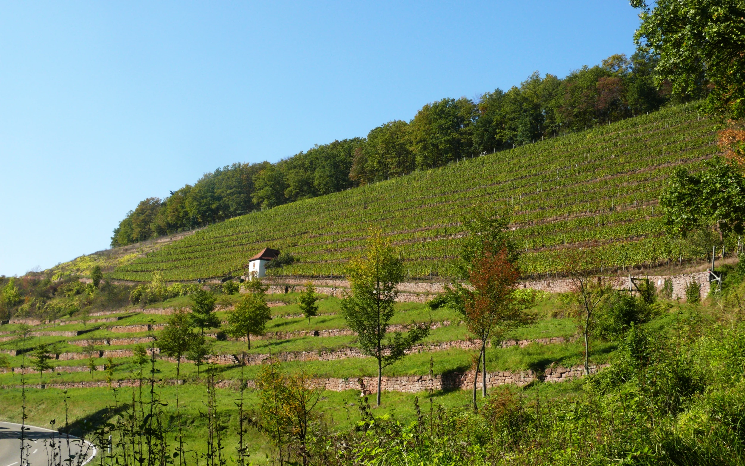 A sunny hillside in the Wertheim region featuring agricultural terraces, vineyards, and a small building surrounded by trees.