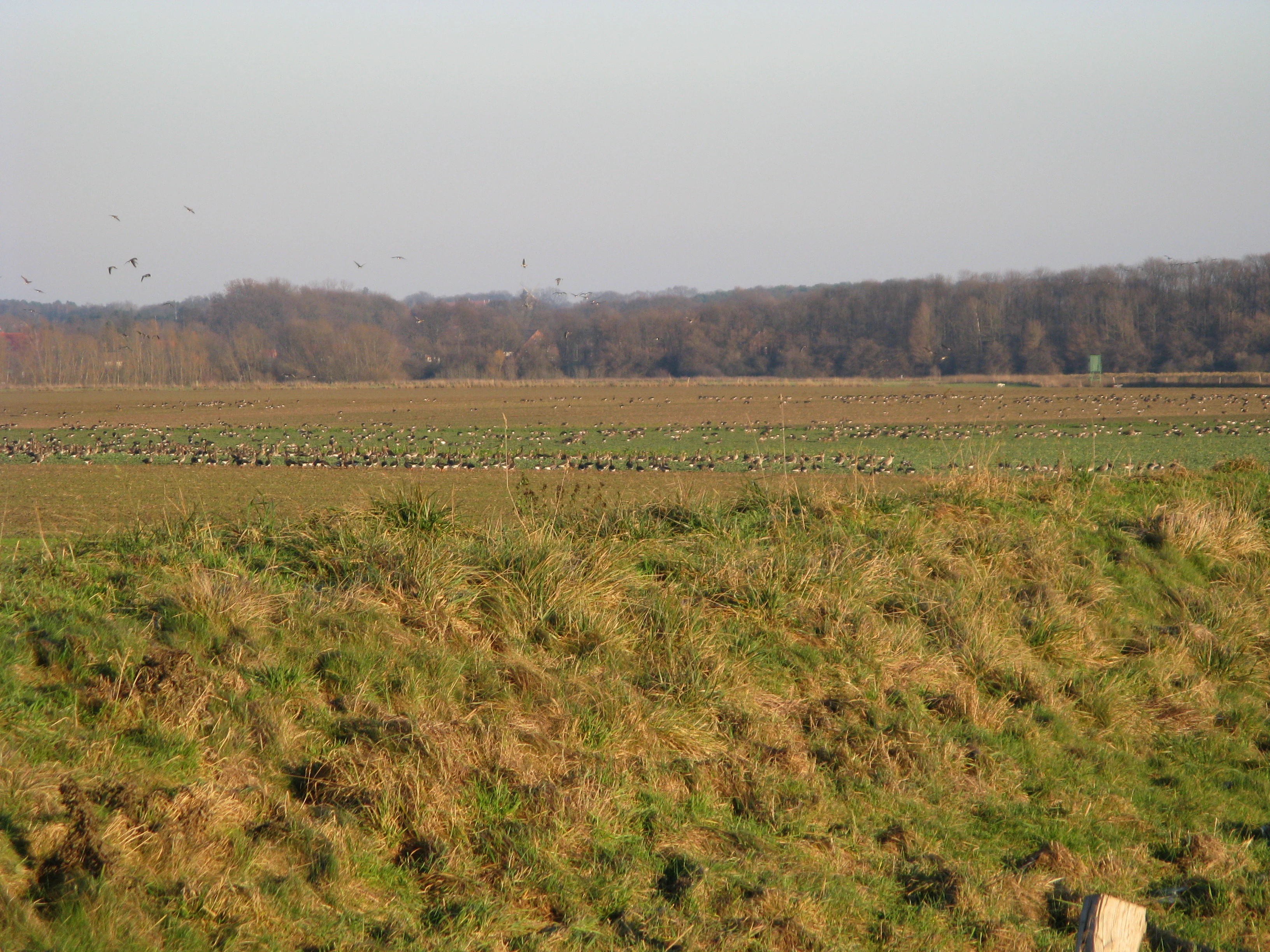 A wide view of a grassy field with a large flock of geese in the distance, framed by a grassy embankment in the foreground and a line of trees in the background.