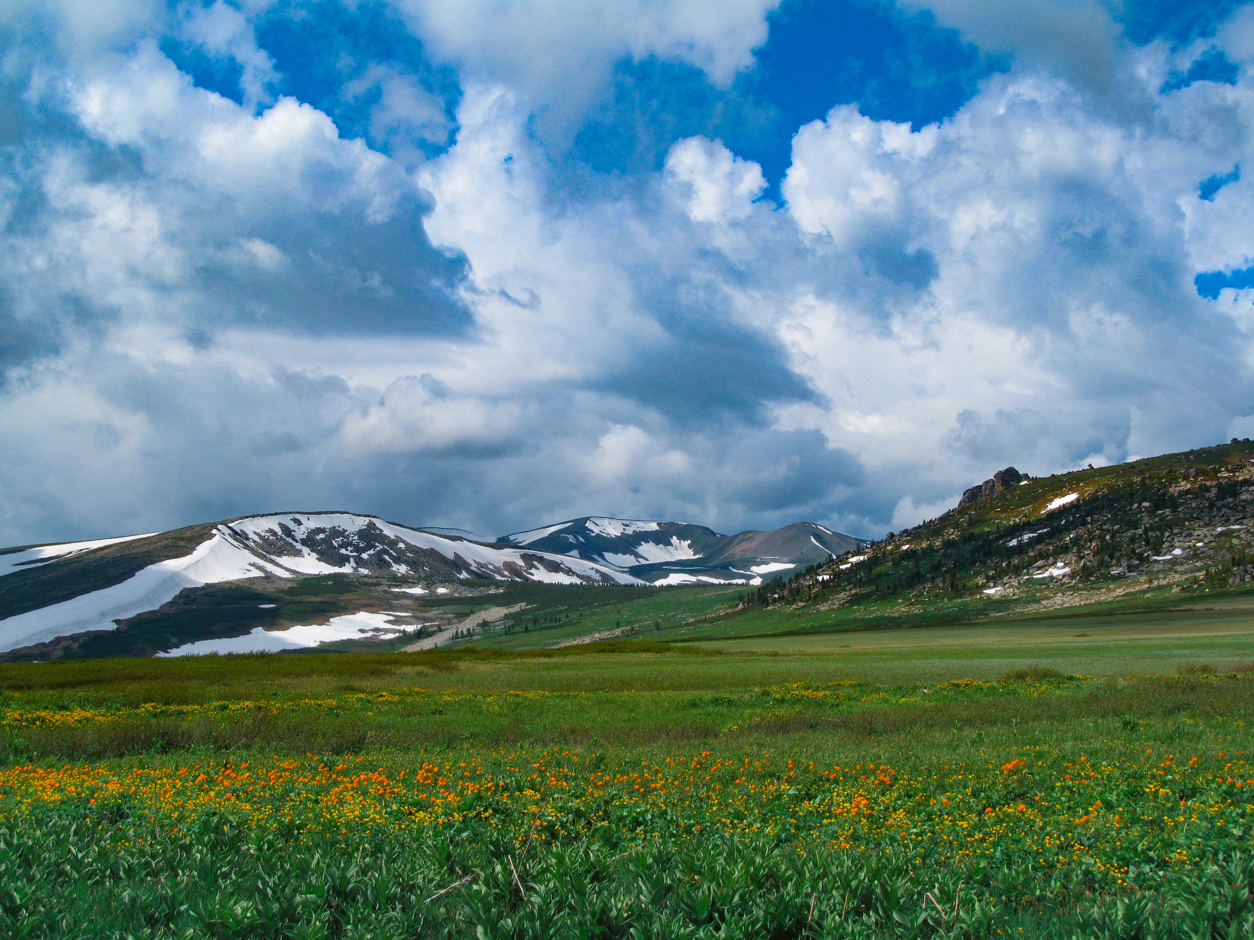 A wide landscape showing a green meadow dotted with yellow wildflowers in the foreground, leading to snow-capped mountains under a bright blue sky with large white clouds.
