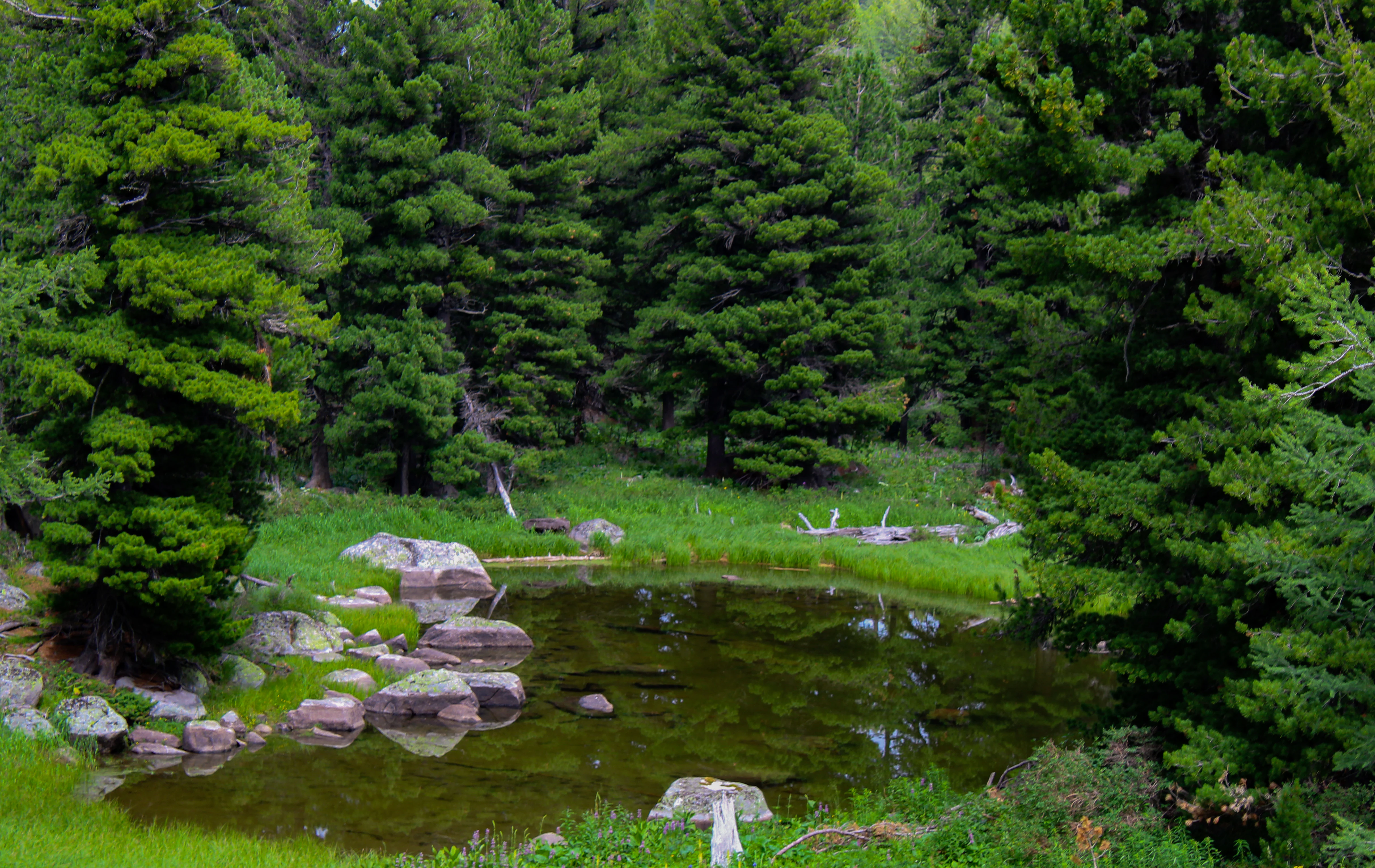 A small dark lake surrounded by dense green coniferous forest, with rocky boulders along the shoreline and fallen logs near the water's edge.