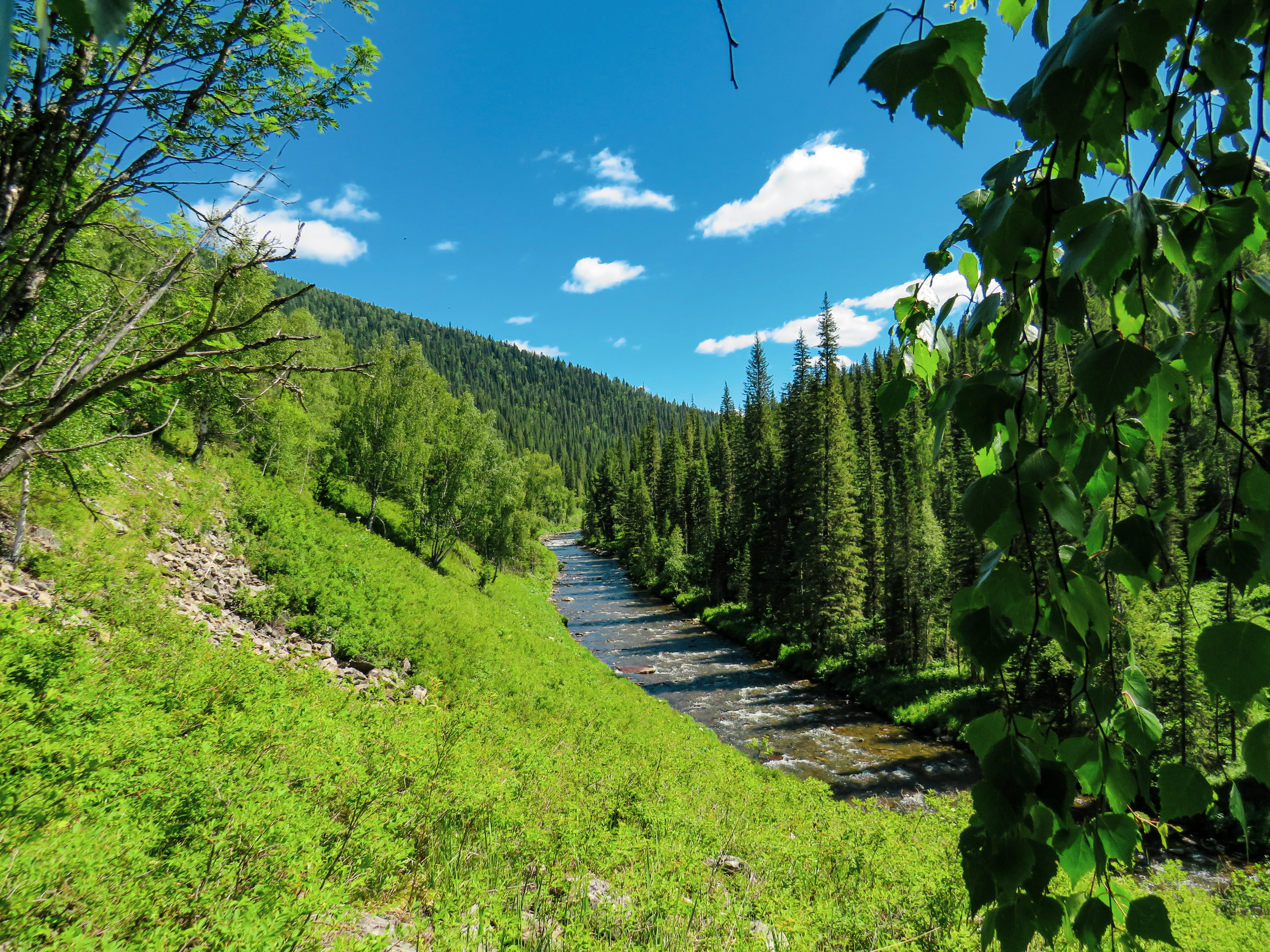 A river flows through a green valley with a forested hill in the background under a blue sky with white clouds. Leafy branches frame the right side.
