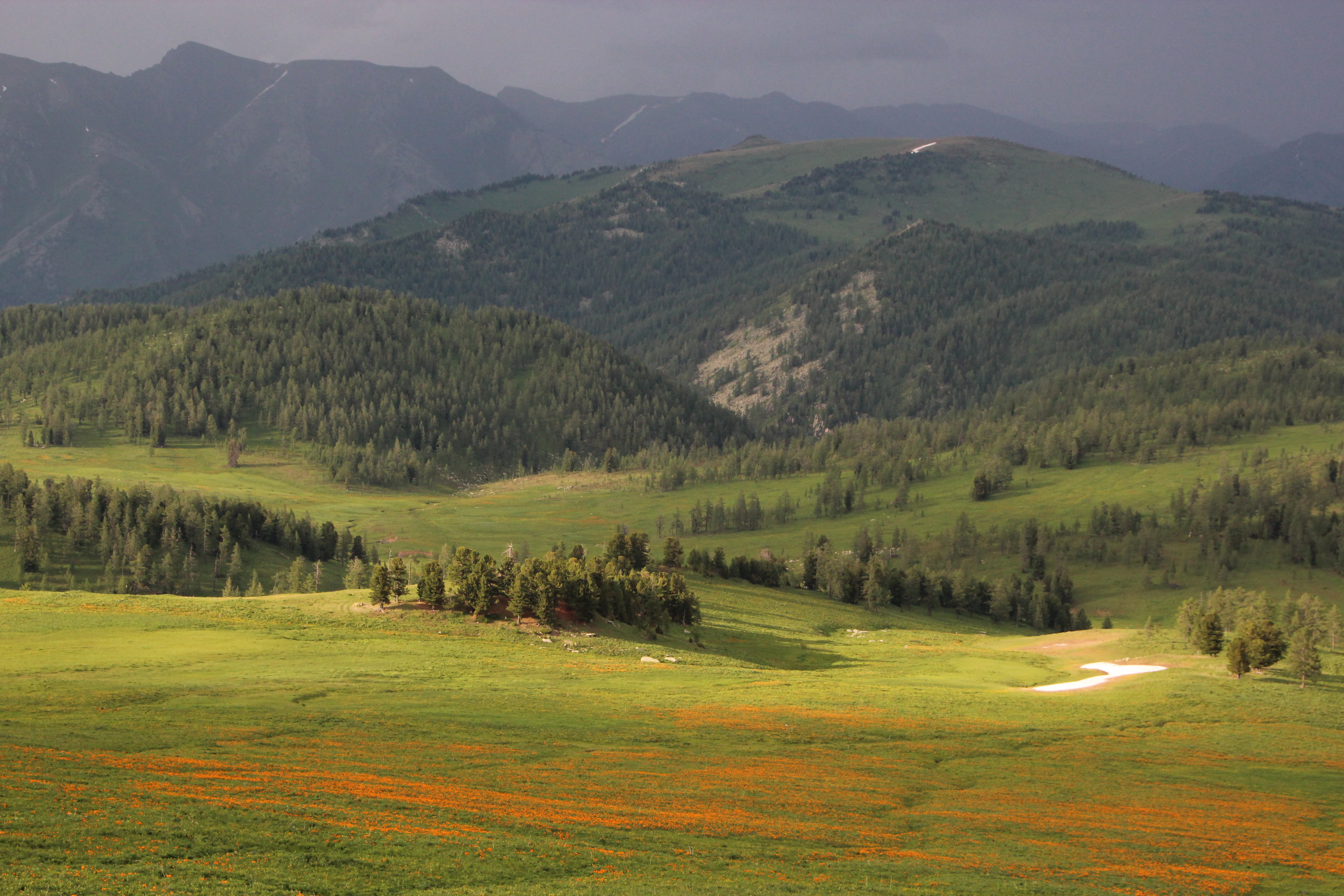 Wide landscape view of green meadows with patches of orange wildflowers, scattered pine trees, and forested hills leading to distant mountains under a dark, cloudy sky.