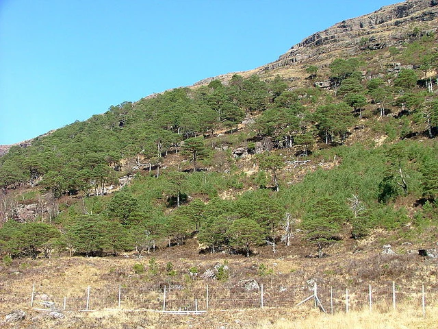 A sloped hillside covered in sparse, native Scots pine trees above a wire fence, set against a clear blue sky.
