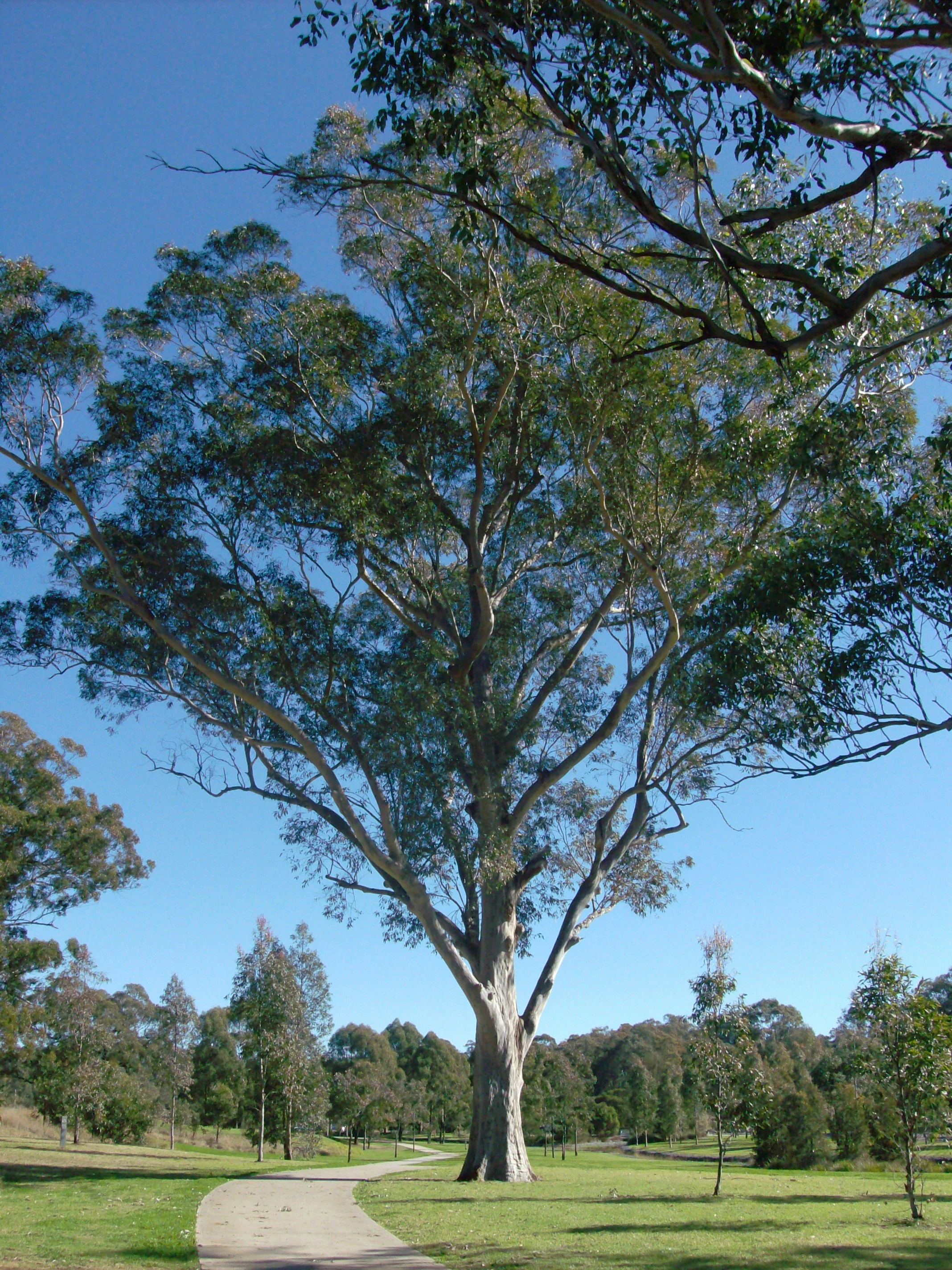 A concrete path curves through a park with a large eucalyptus tree in the foreground and a line of trees in the background under a clear blue sky.