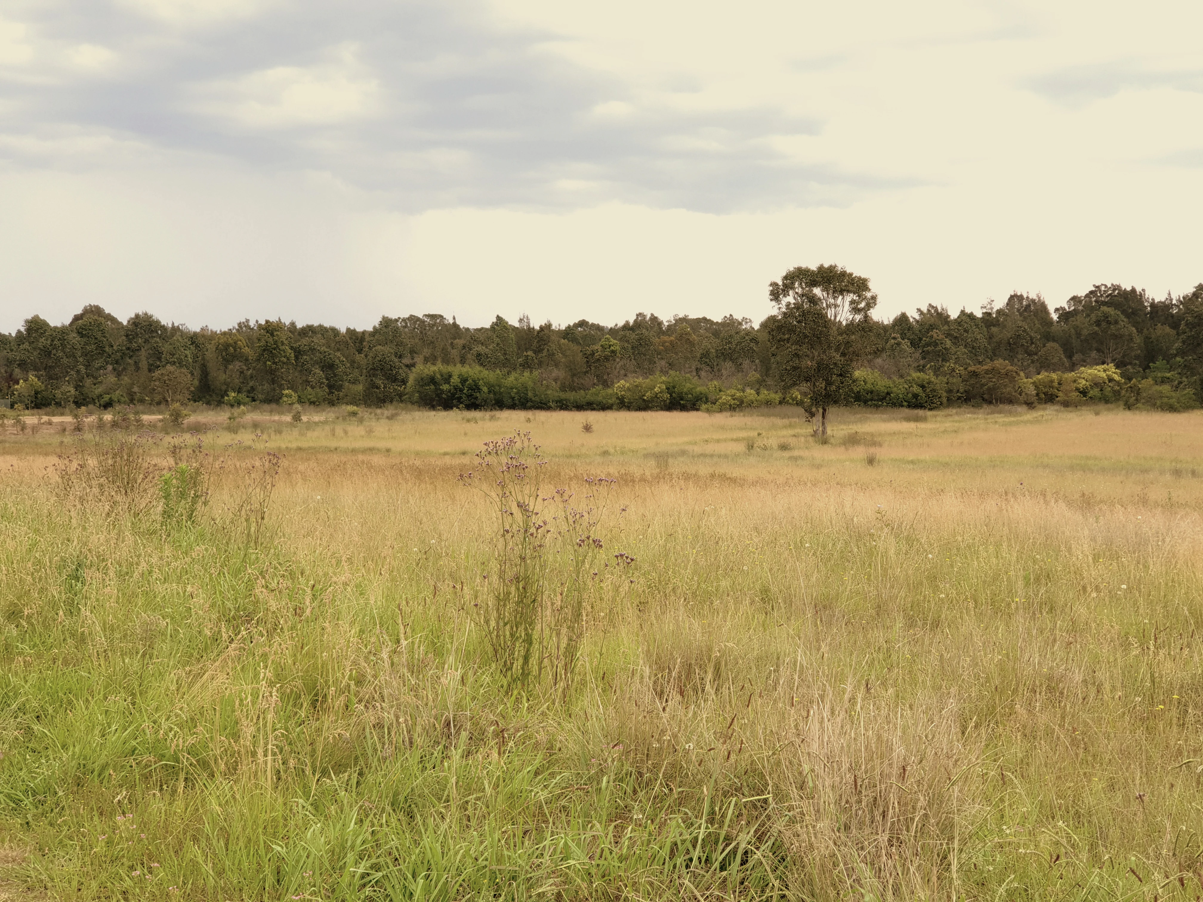 A wide, eye-level view of a dry, grassy field in the Western Sydney Parklands under an overcast sky, with a line of trees in the background.